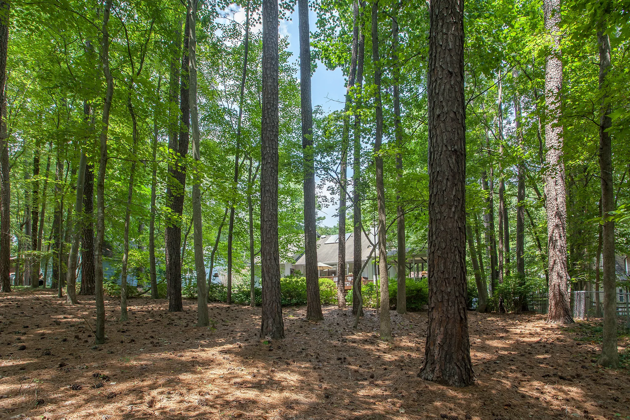 Through the Trees.jpg