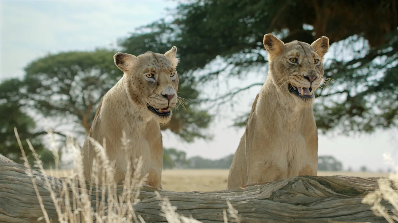 FiberOne_Lionesses.78.jpg