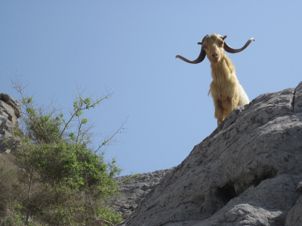 oman1_J_D2_curious_goat.jpg