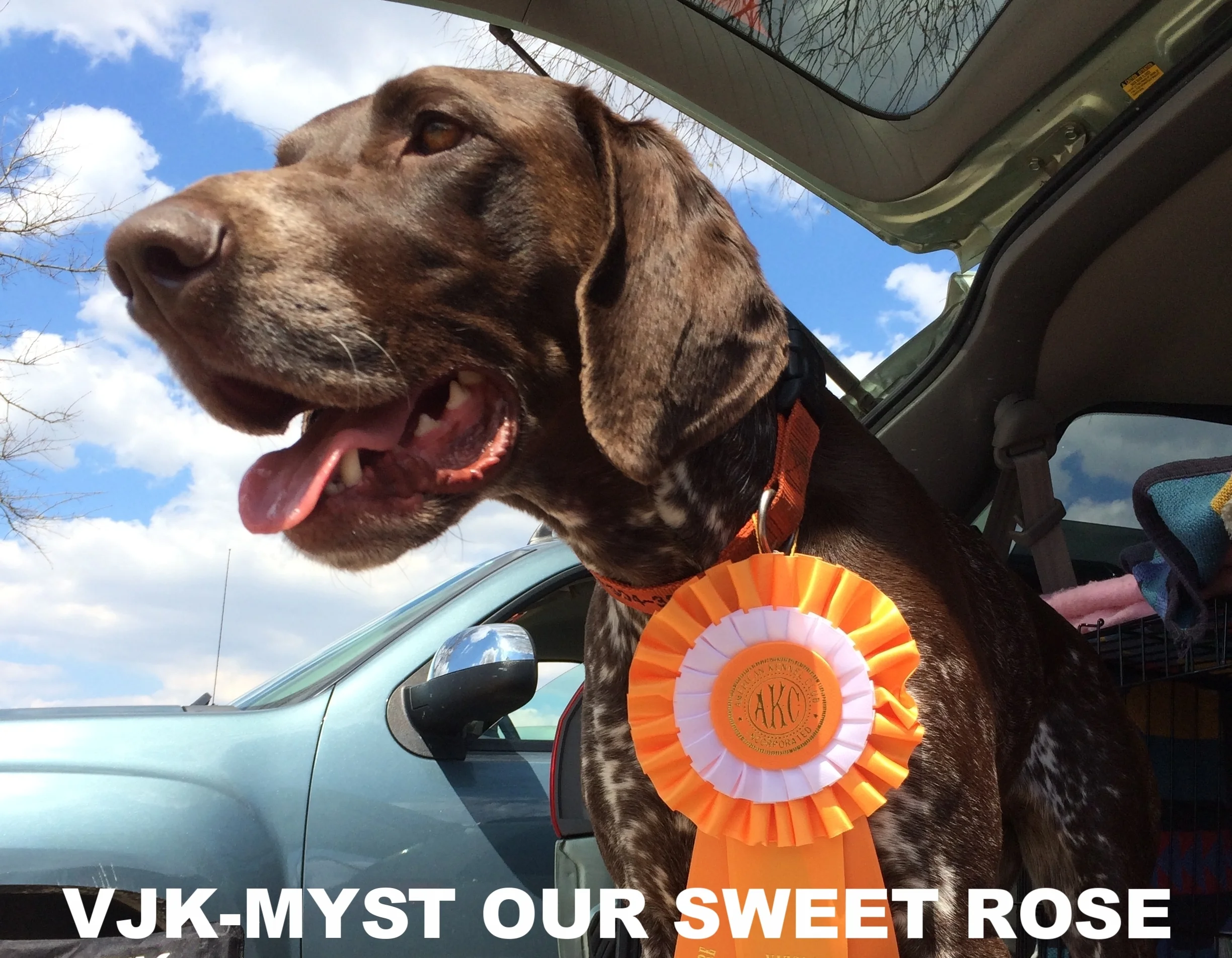   VJK-MYST OUR SWEET ROSE   (Owner: ANDY CARON)  AKC SENIOR HUNTER 