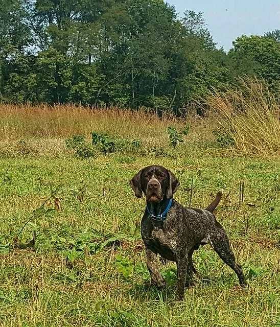   NMK’S MAKE MINE MUSIC    (Owner: JENNIFER M. TANNER D.V.M.)  &nbsp;AKC SENIOR HUNTER  &nbsp;AKC CHAMPION 