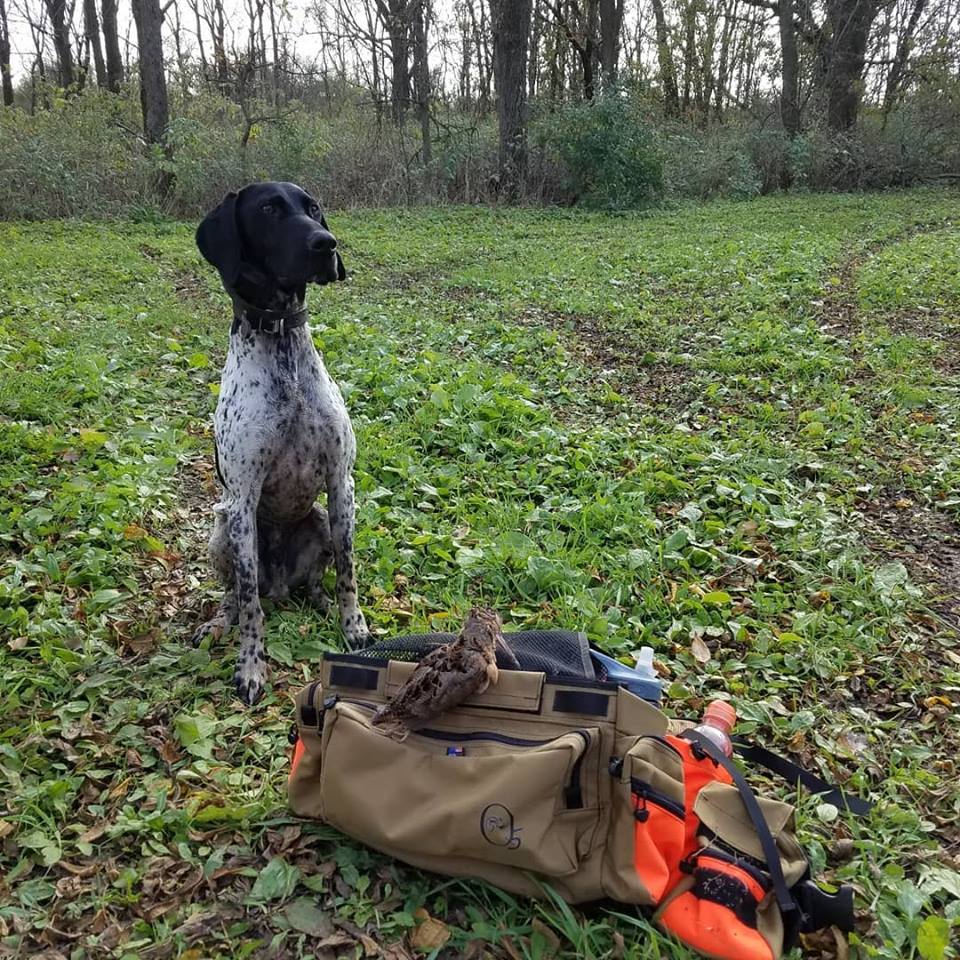 Buster on WI woodcock (Oct-2018)