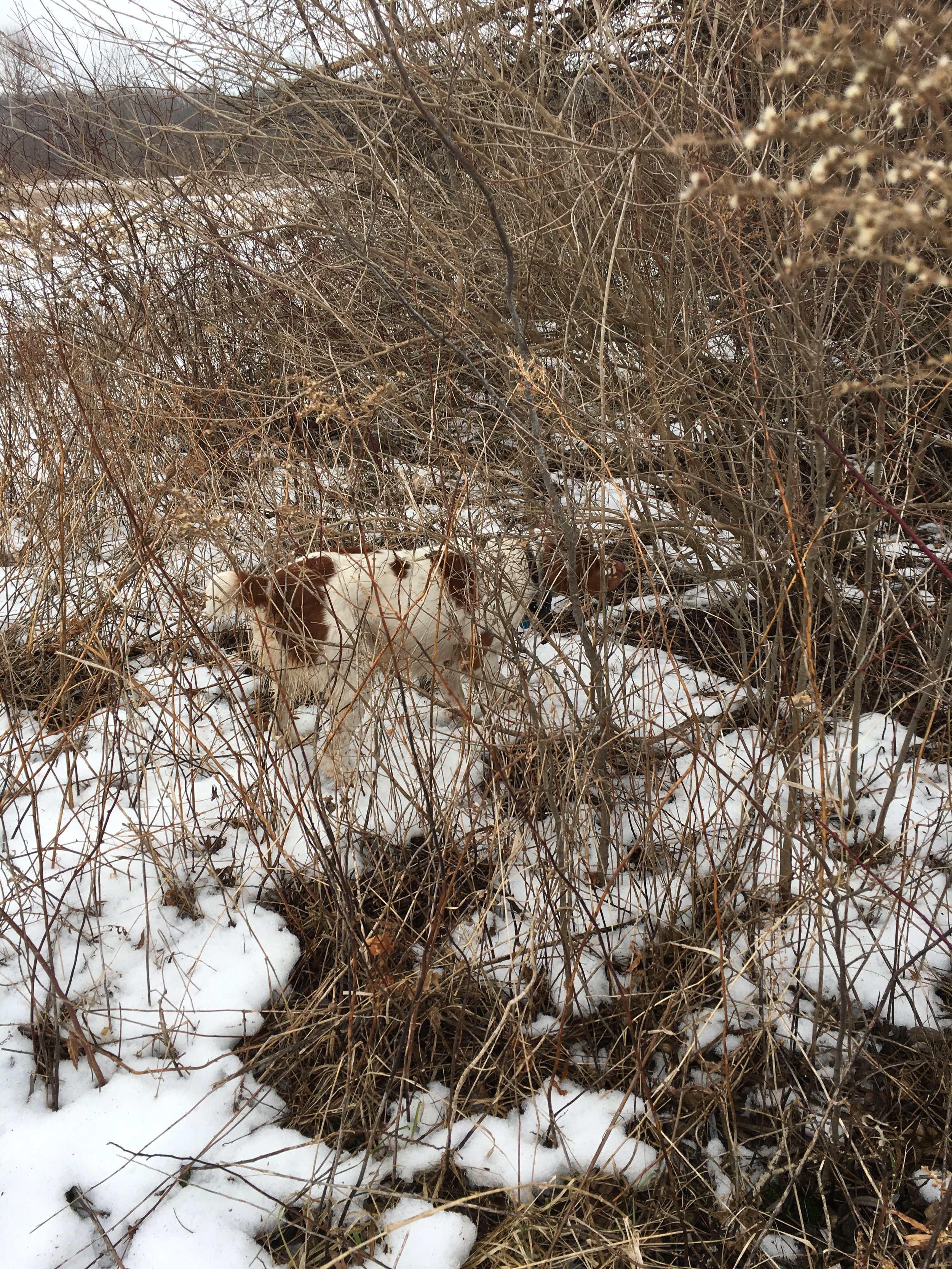 Patrick Parker's Seamus on Pheasant