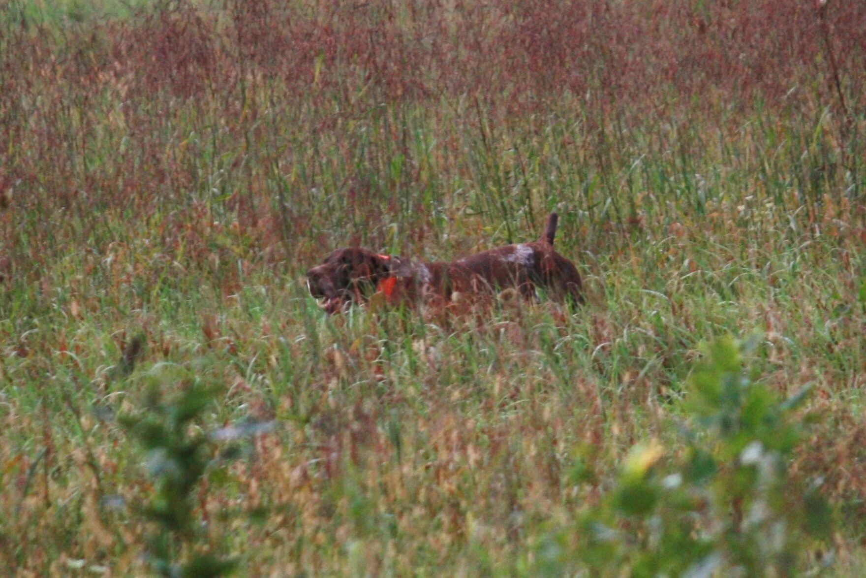 July 10 - GSPCI Dog days of Summer Field Training Session
