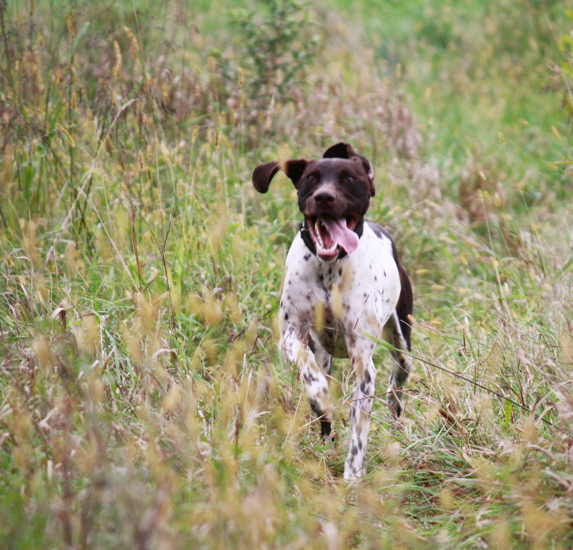 July 17 - GSPCI Dog Days of Summer Field Training Session
