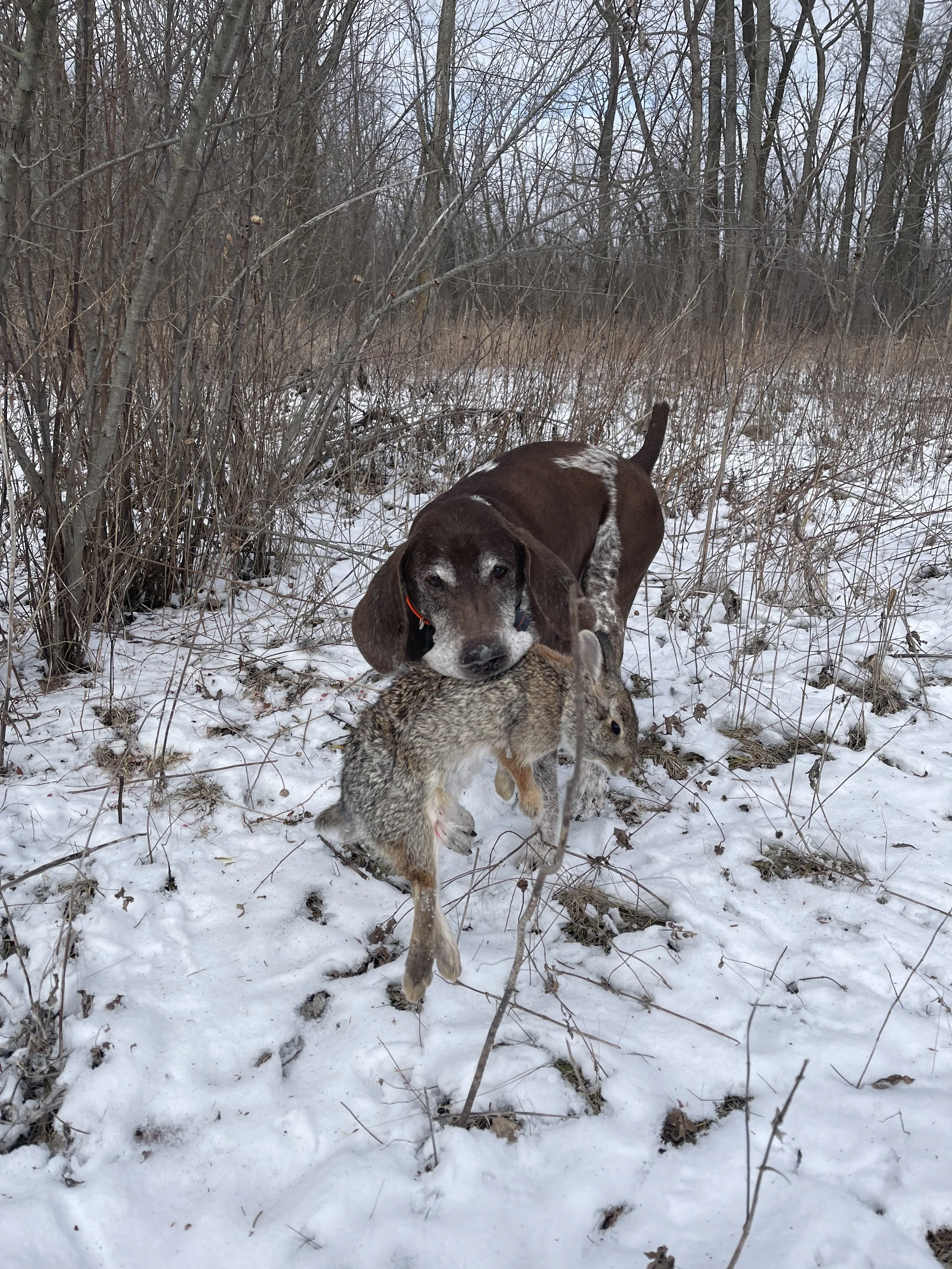 Cleanup Day - John DiMonte & Dodger