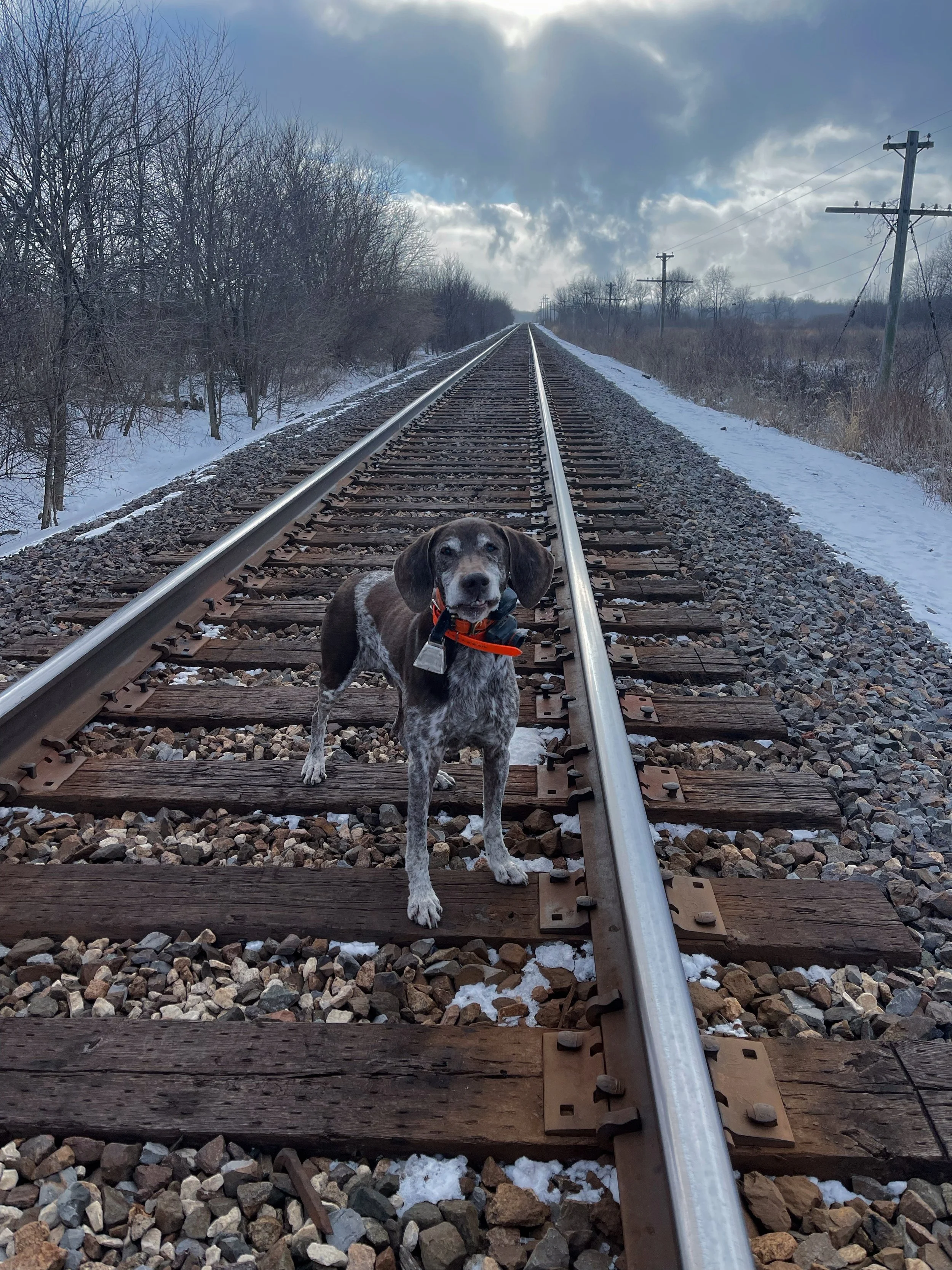 Cleanup Day - John DiMonte & Dodger