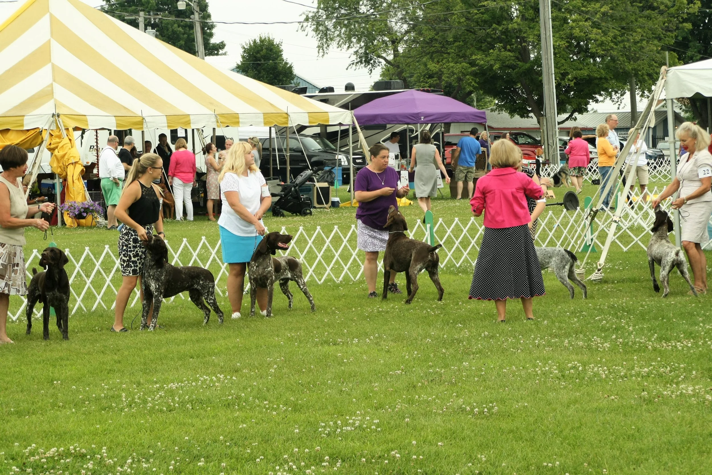 Specialty Show - Designated Specialty: German Shorthaired Pointer Club of Illinois