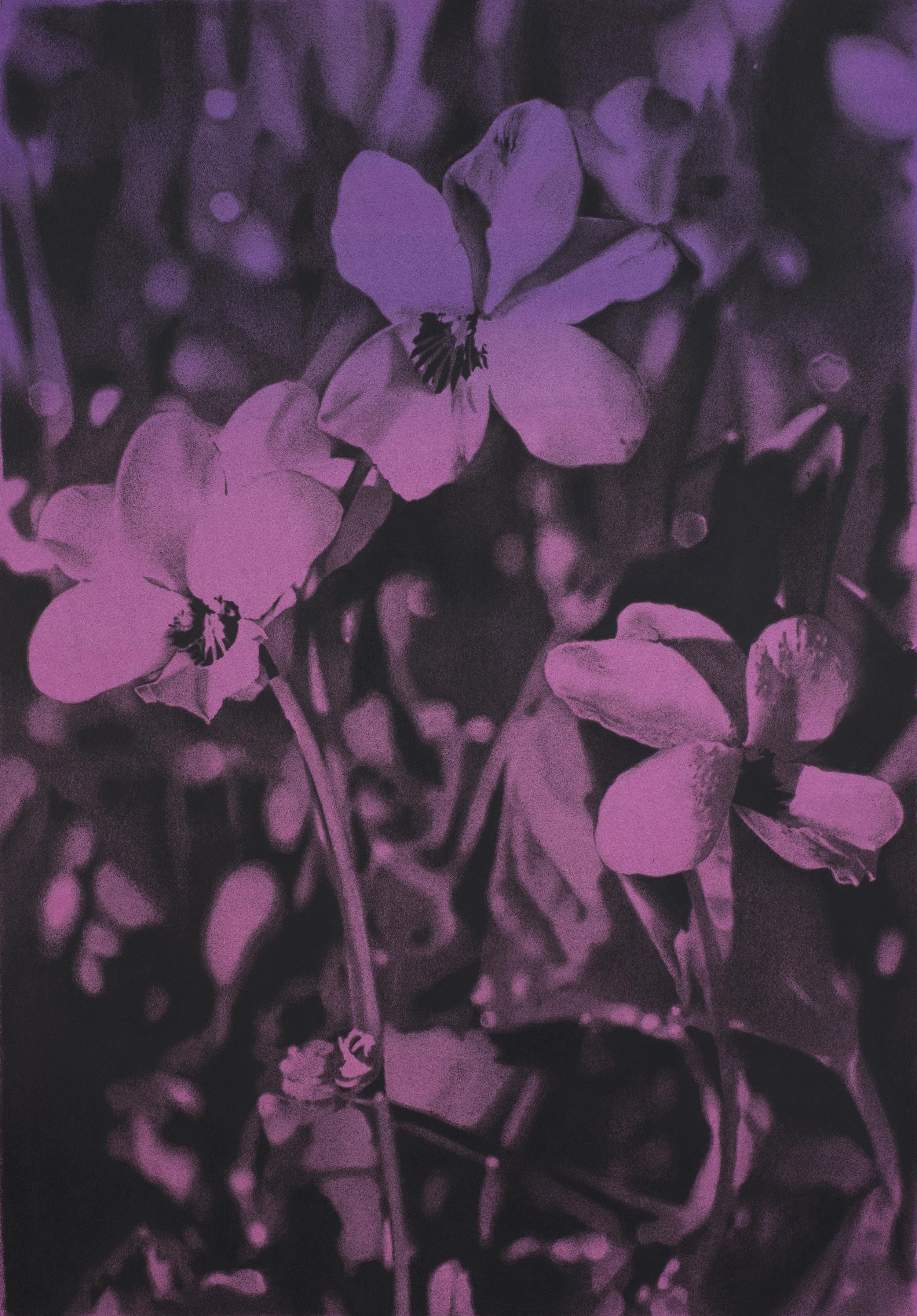The Violet Hour carbon pencil, charcoal, acrylic on paper on panel 30x20" 2017