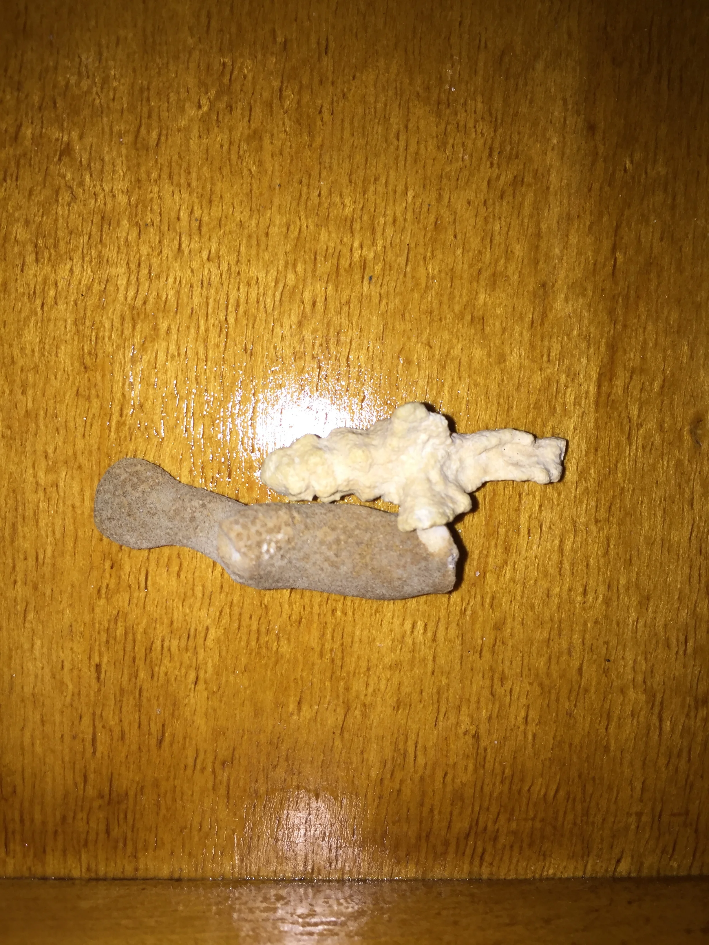 Coral from Great Barrier Reef