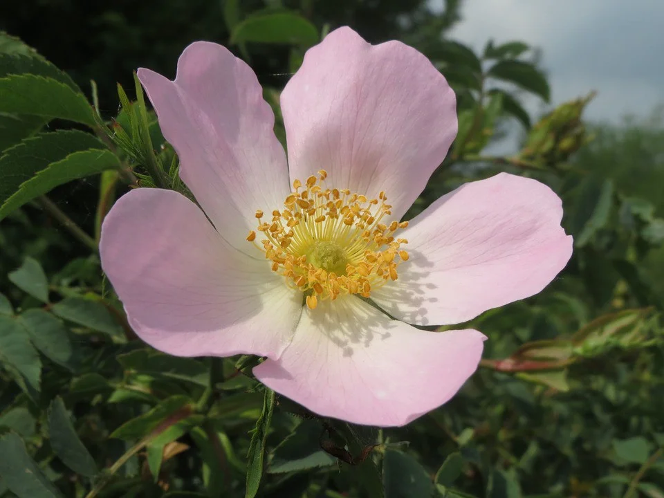 Wild Rose Medicine 
