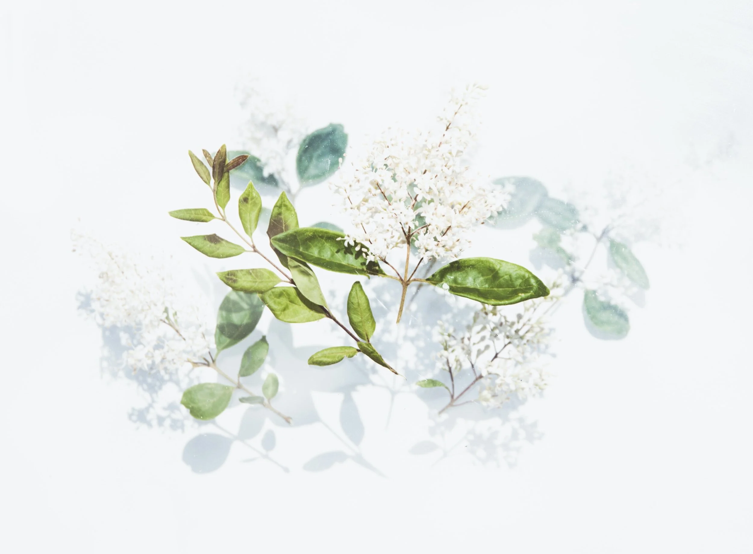 Plant Spirit Connection & Building Spiritual Immunity