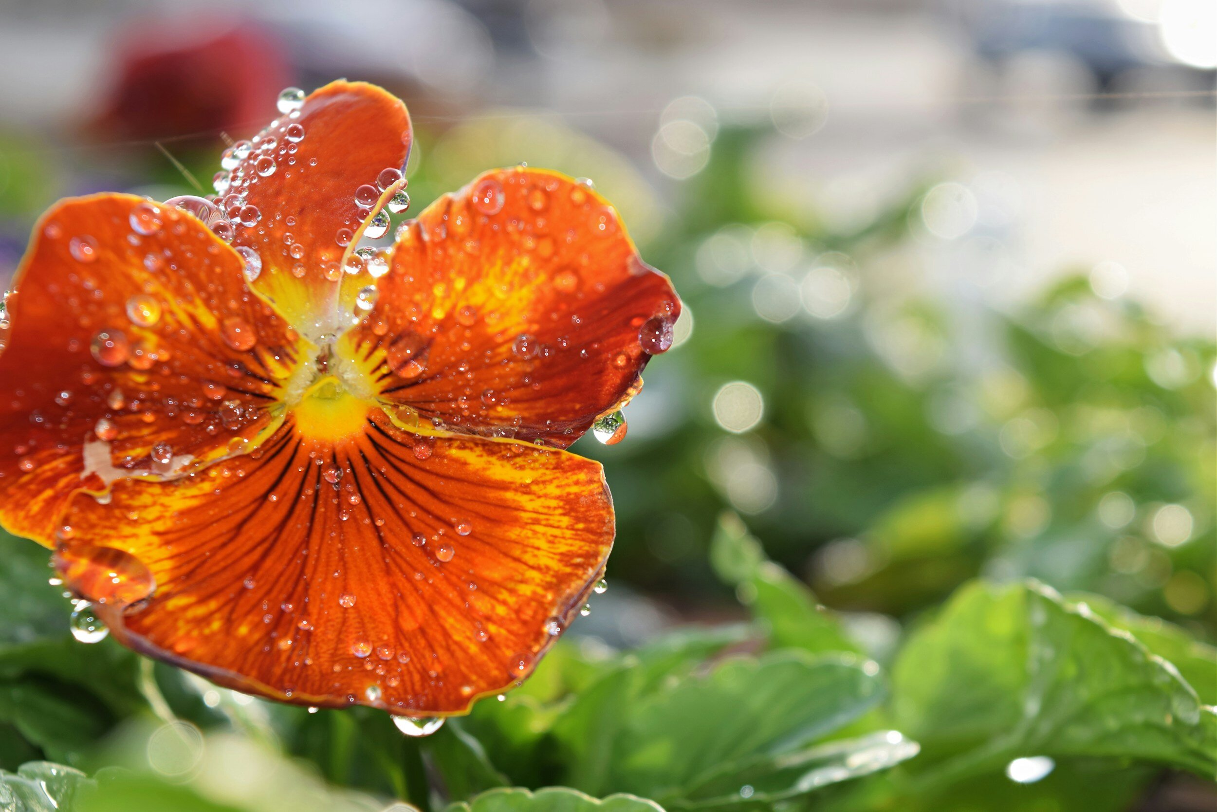 Flower Magic for Emotional Healing | ONLINE ONLY