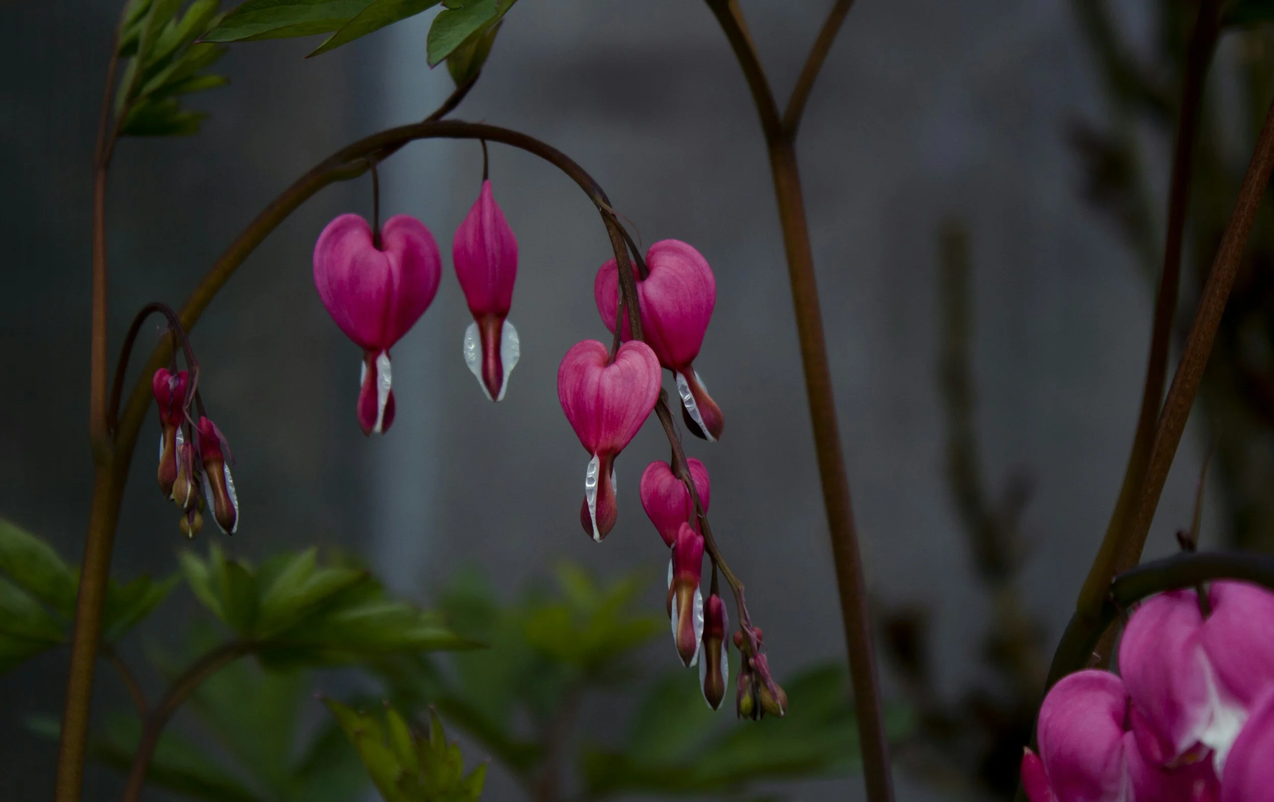 Bleeding Heart | Herbs for the Cardiovascular System