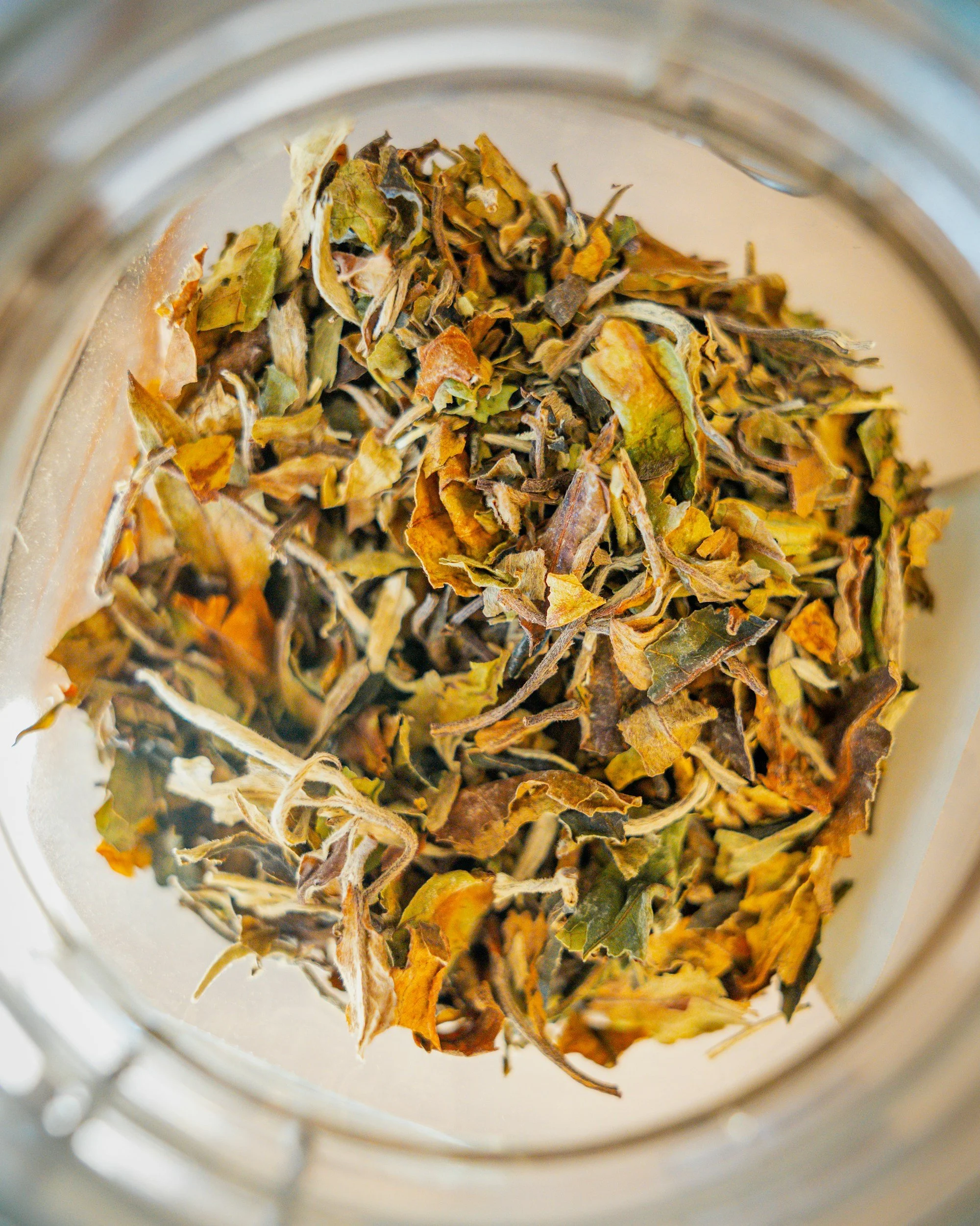 Antiviral Herbs and Autoimmune Conditions
