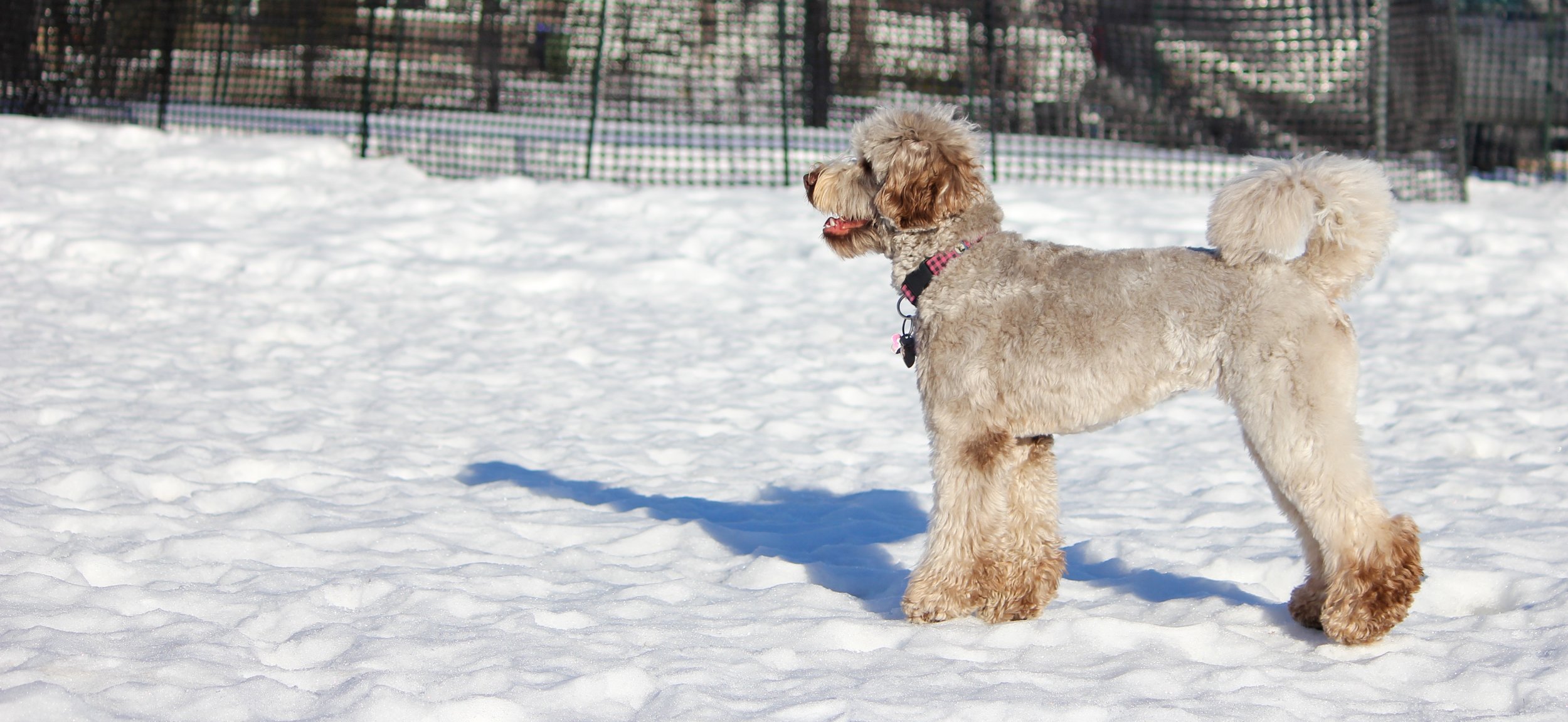 en lille klik Forstyrre About Australian Labradoodles — Vander Doodles - A Lot About Australian  Labradoodles, Vander Doodles: A Home of Australian Labradoodles in Alberta,  Canada, Home, Blog, Our-Girls, Our Puppies, Upcoming Litters