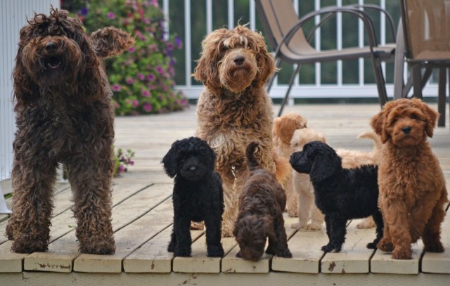 en lille klik Forstyrre About Australian Labradoodles — Vander Doodles - A Lot About Australian  Labradoodles, Vander Doodles: A Home of Australian Labradoodles in Alberta,  Canada, Home, Blog, Our-Girls, Our Puppies, Upcoming Litters