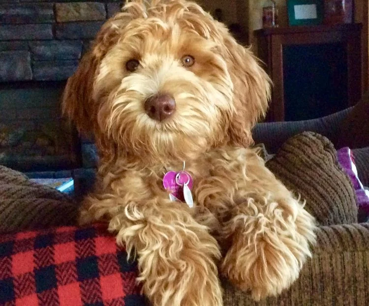 annie.jpeg