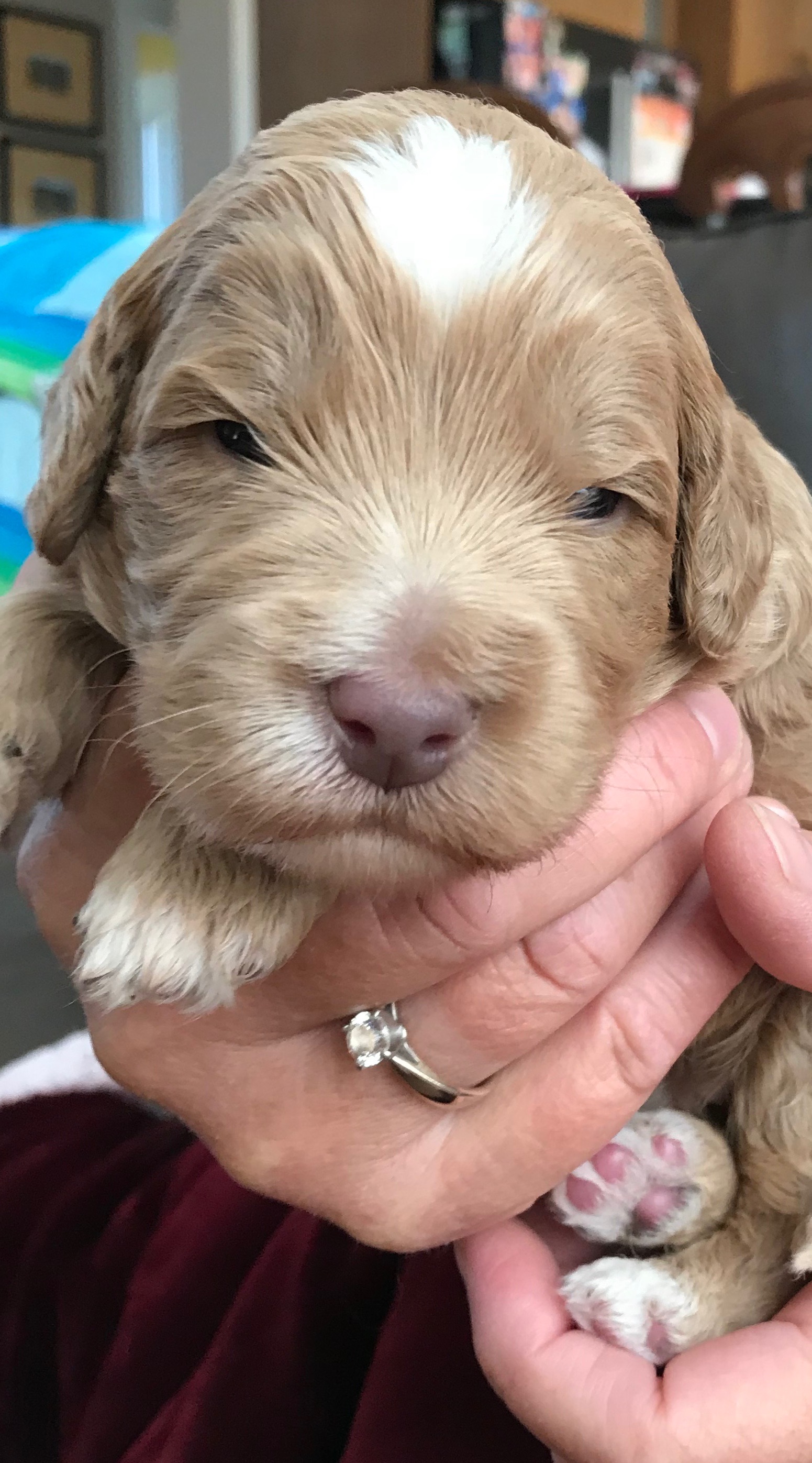 Caramel Boy with White Markings