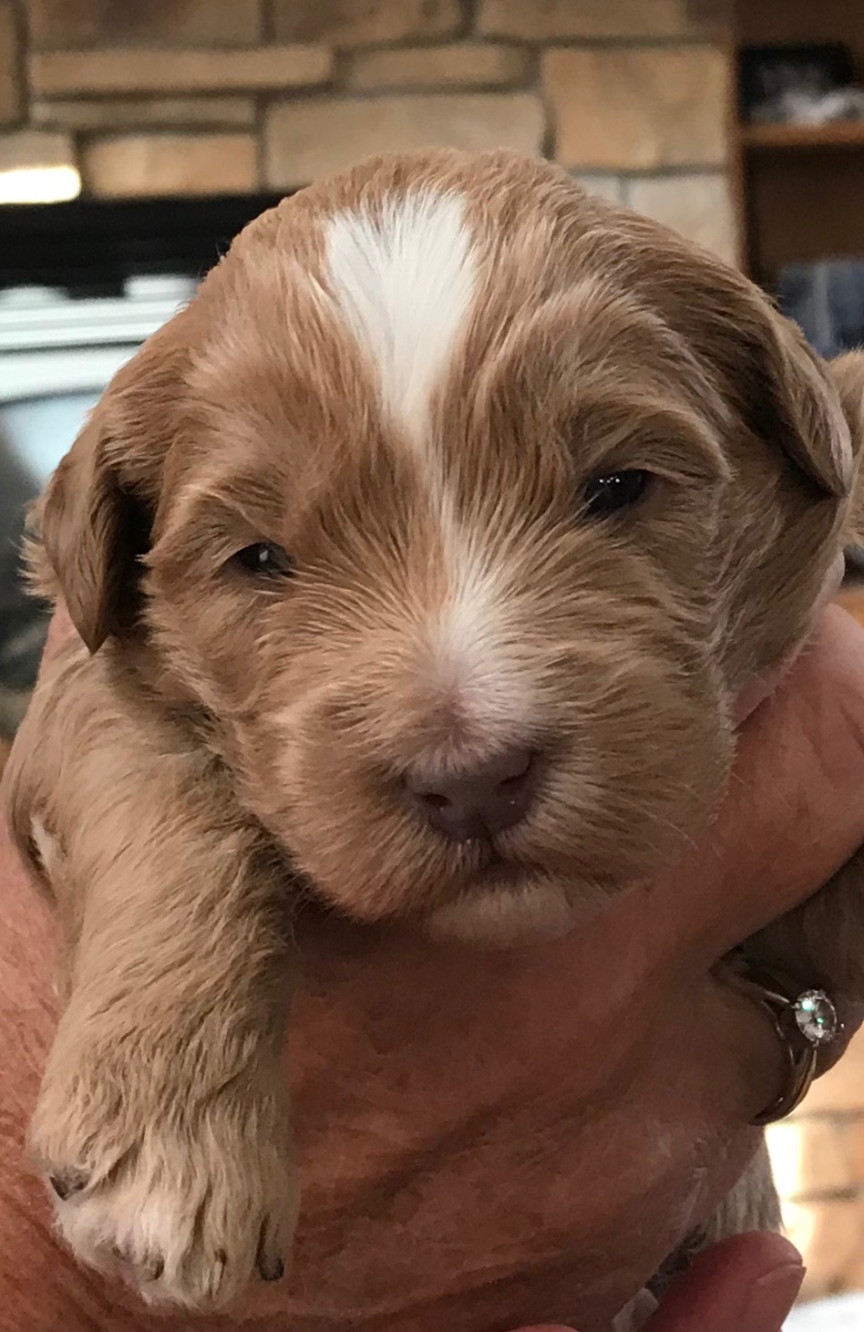 Caramel Girl with White Markings