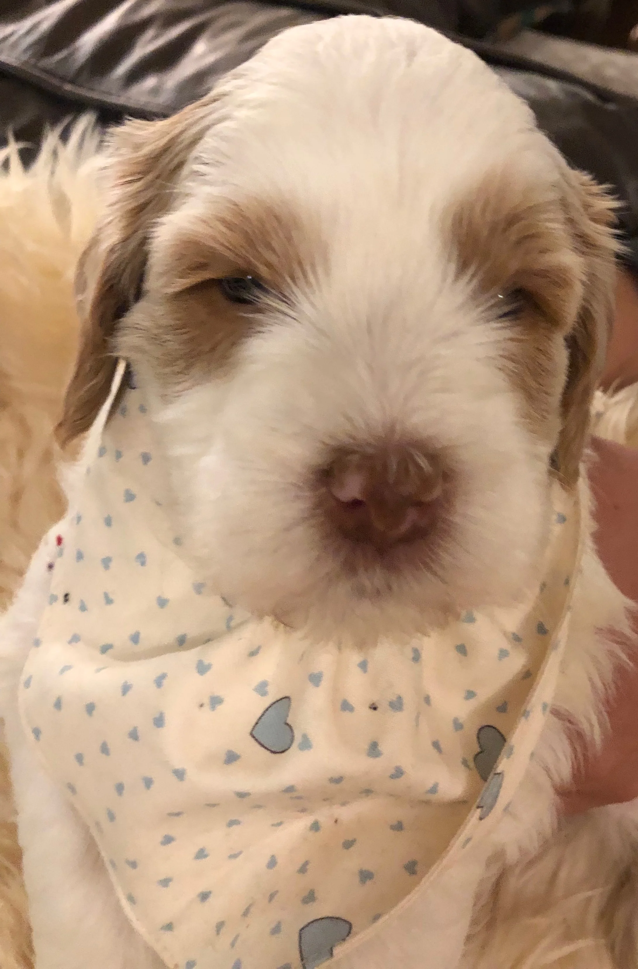 Boy