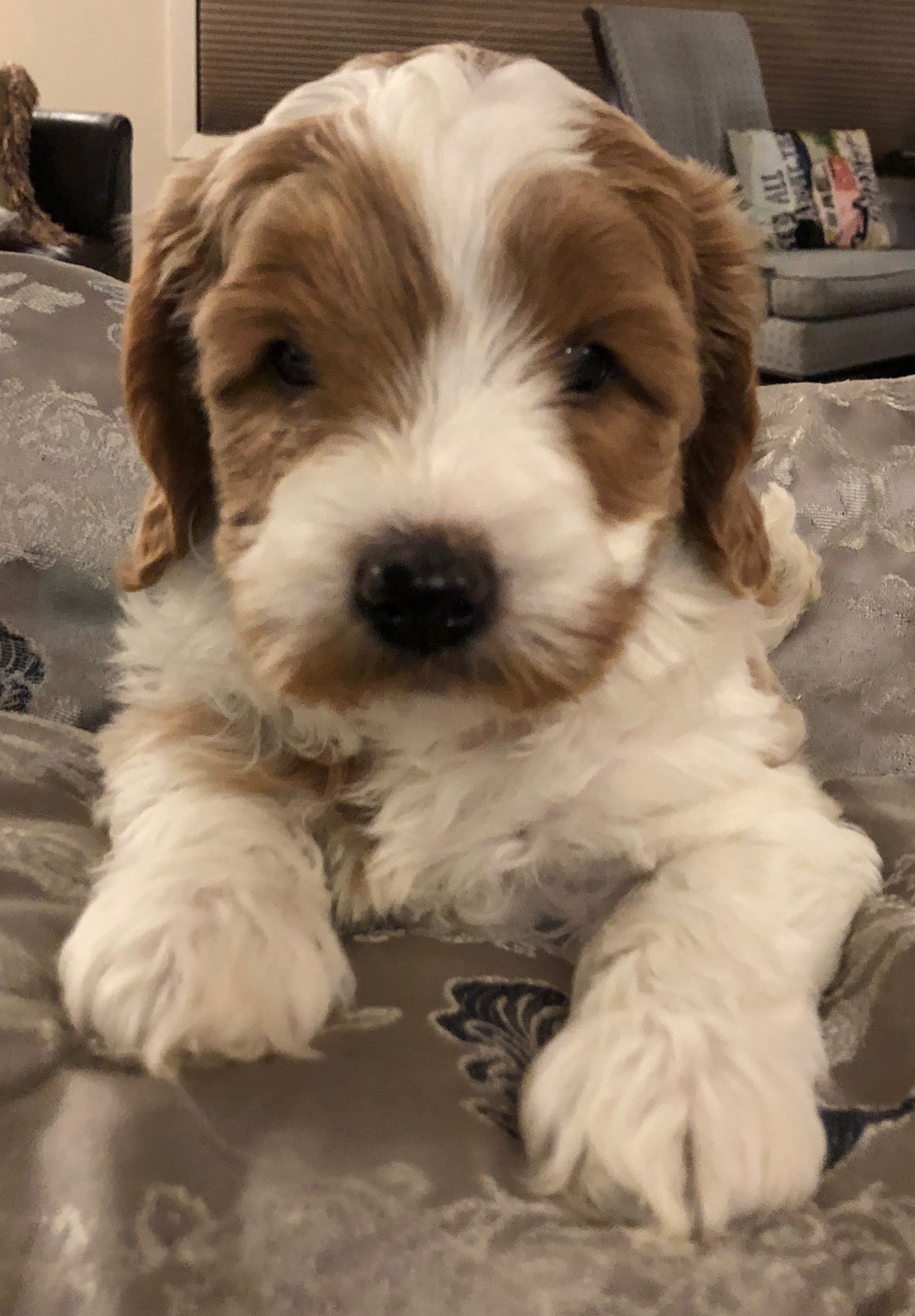 Boy