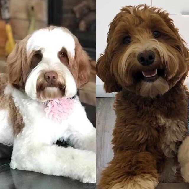 Great news Ruby and Reggie are having puppies today this litter is available if interested please email vanderdoodles @gmail.com🐶🐾🐾 puppies would be going home the first week in April💗💞🐾🐾🐾🐾