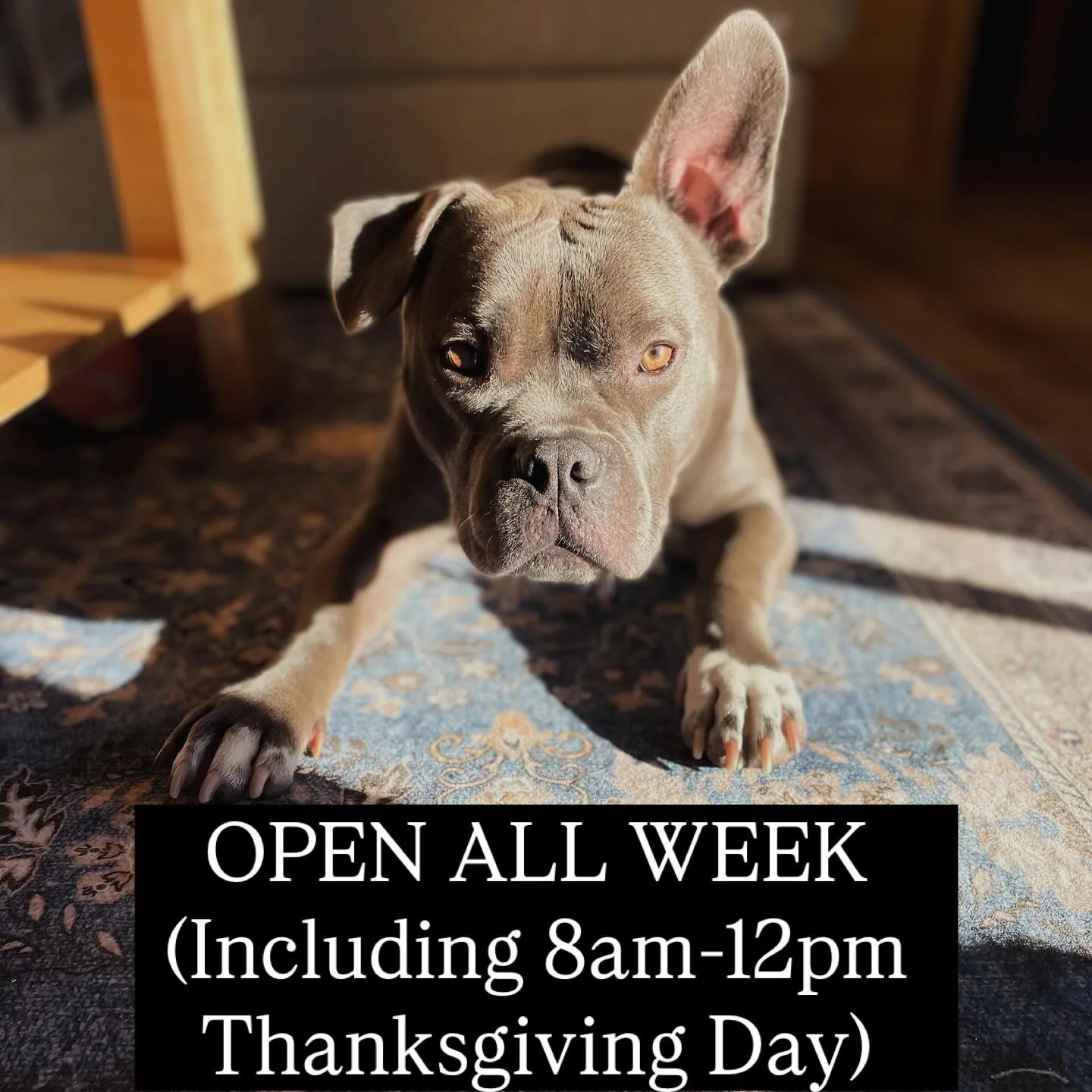 Brutus says &ldquo;We&rsquo;re open all week!&rdquo;

Regular hours, 8am-8pm, every day except Thursday, when Ant and Amanda give the team the day off and take the reins. 

Plenty of fuel for your minds and bodies all week long.

#holidayhours #ReadS