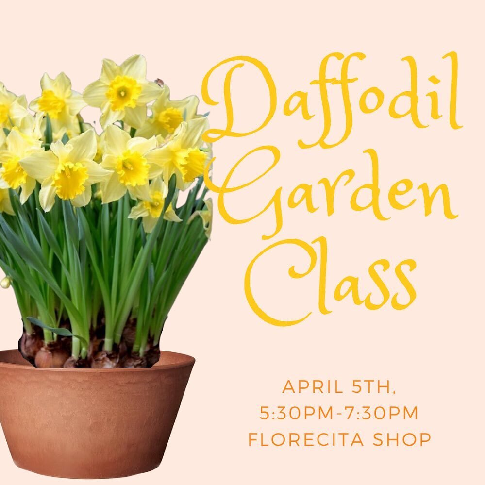 2 weeks until our next workshop! Come and learn how to grow a sweet indoor Daffodil Planter and enjoy flowers that keep on giving. You don&rsquo;t want to miss this one 🌼🌞✨🪴

Friday, April 5th, 5:30pm-7:30pm | $45
Workshop includes:
local Daff bul