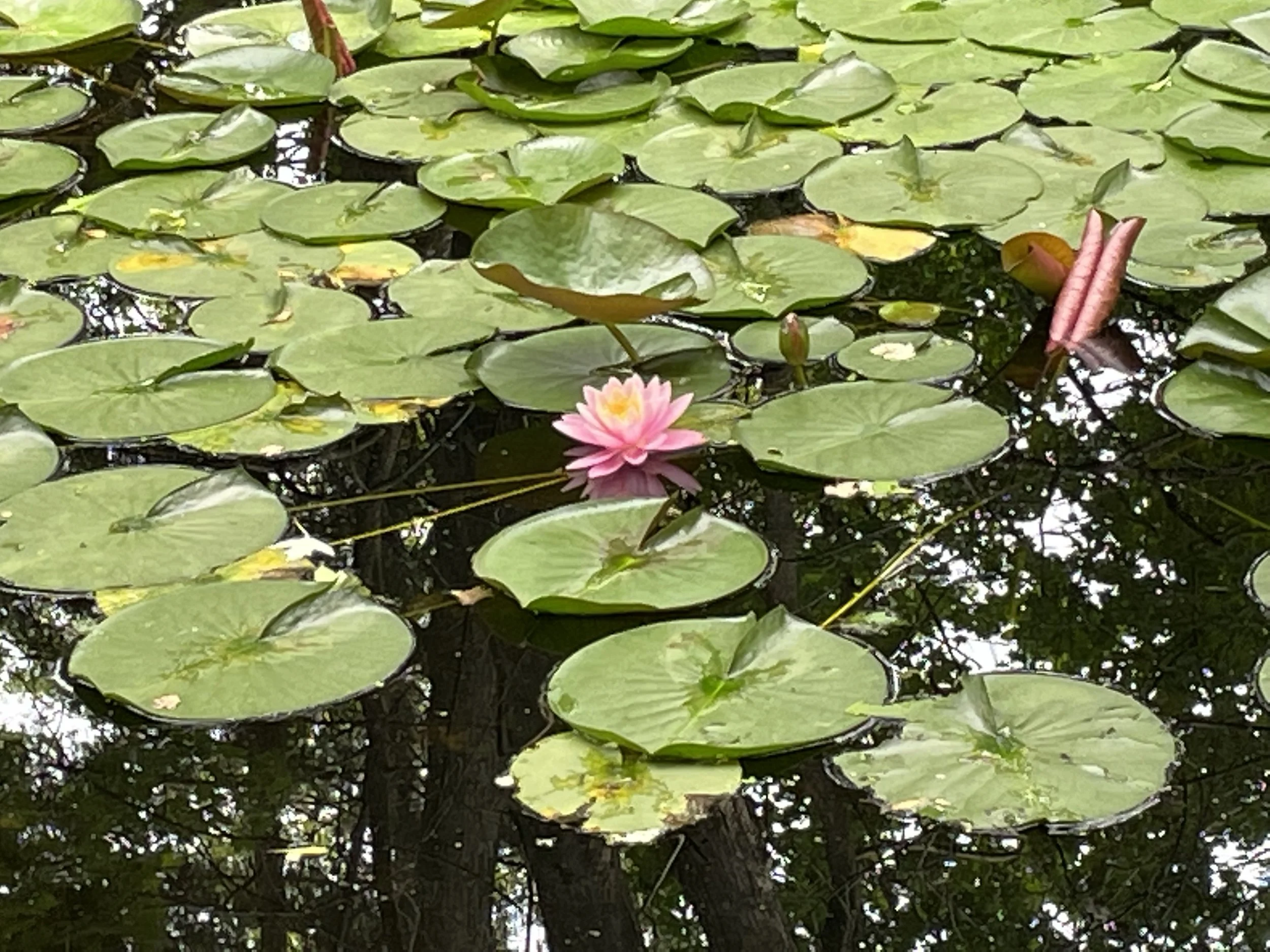 lotus flower in a pond.