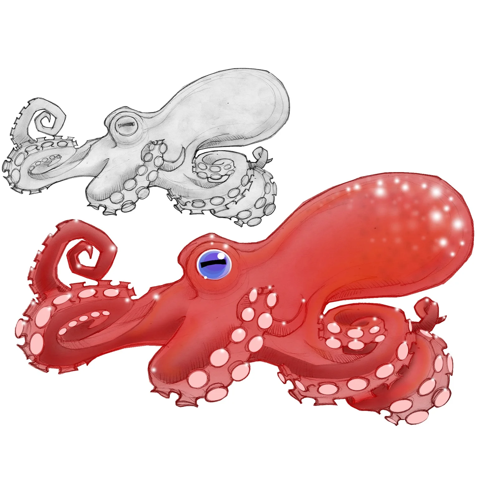 Octopus study