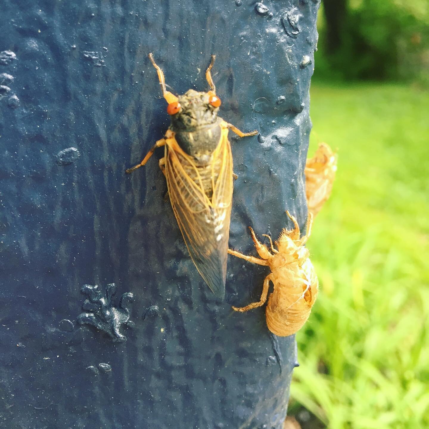 Cw for insect (idk if Instagram is very good at filtering posts that way but figured I&rsquo;d try.) 

Just like the cicadas, I return out of the blue to land in your line of sight. Bzzzzt. I got a phone that can actually store pictures now. 

Someth
