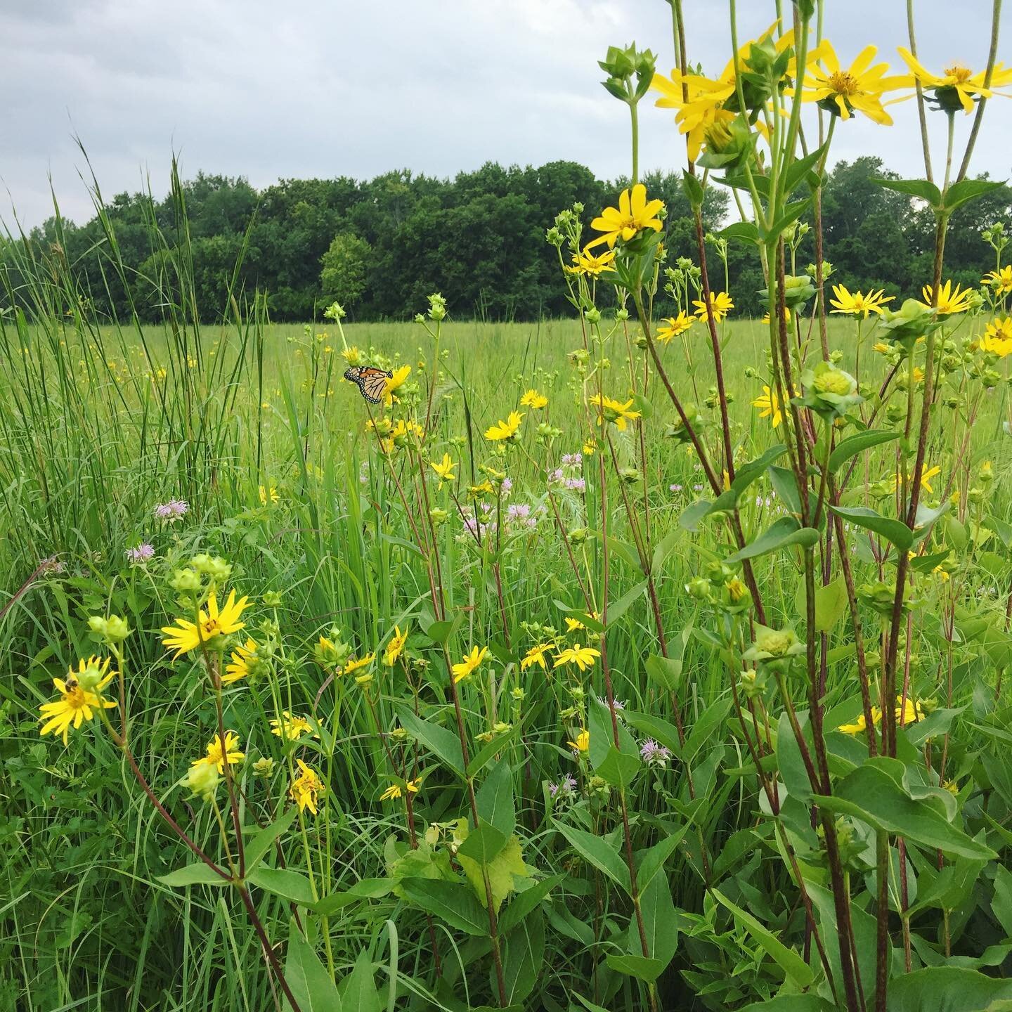 &ldquo;And everything I ever did
Was just another way
To scream your name&rdquo;

The wildflowers in Ohio are in peak bloom. Go see them if you can

#getoutside #getoutdoors #ohiooutdoors #ohiogram #ohioprairie #outdoorohio #wildflowers #nativeprairi