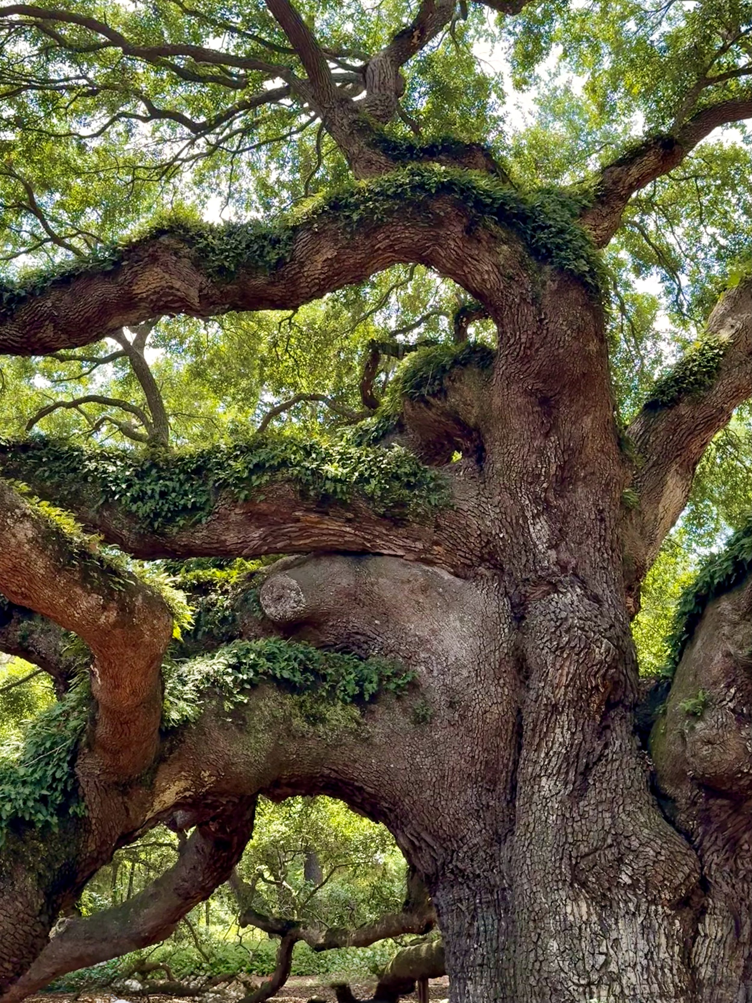 Angel Oak