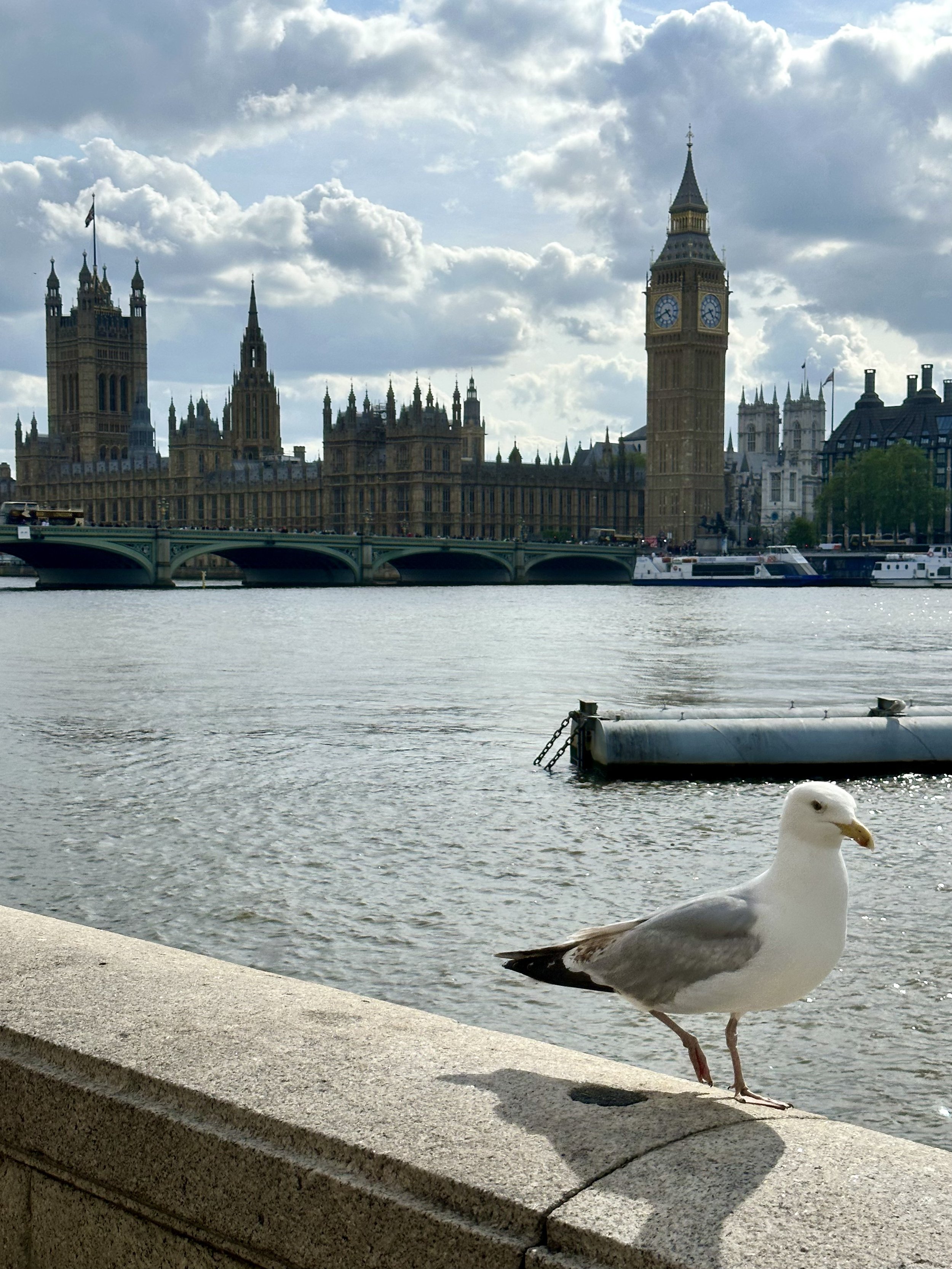 Seagull