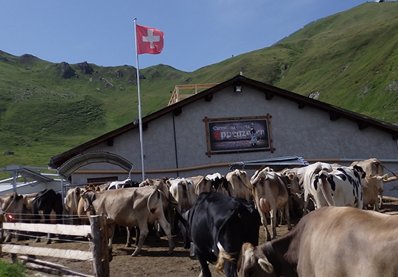 alpMaran with cows.jpg