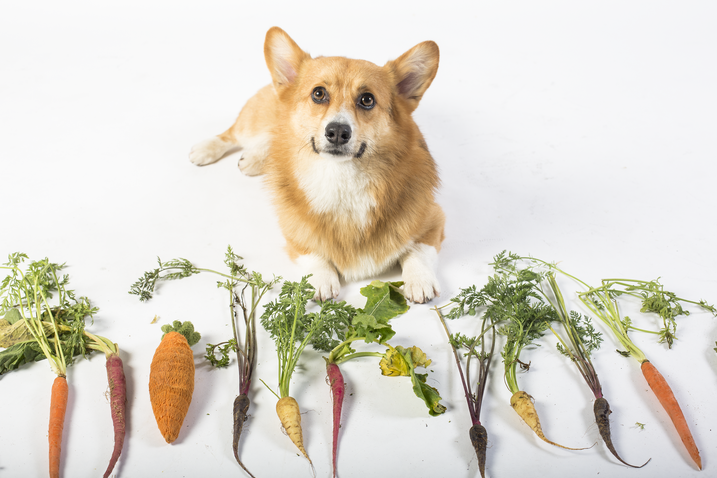 dog nutrition