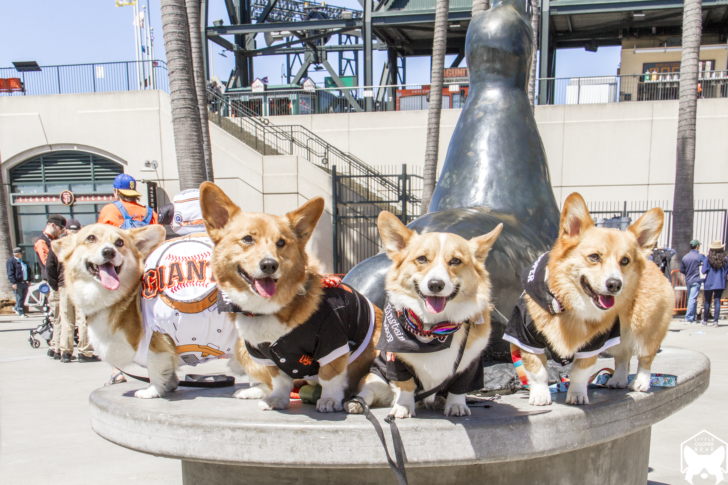 Left to Right: Chompers, Bailey, Einstein, & Cooper