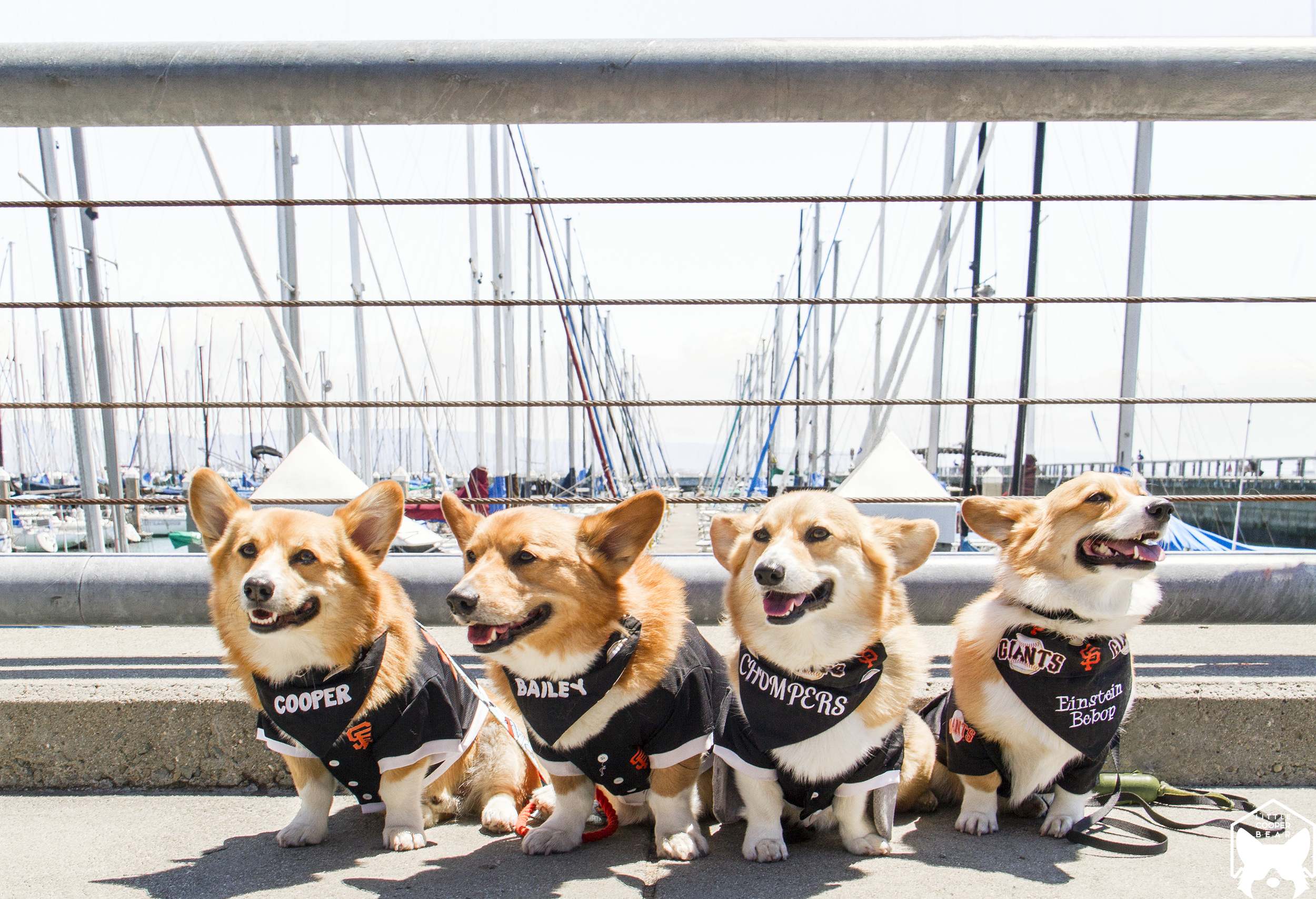 Dog Days: Giants Game