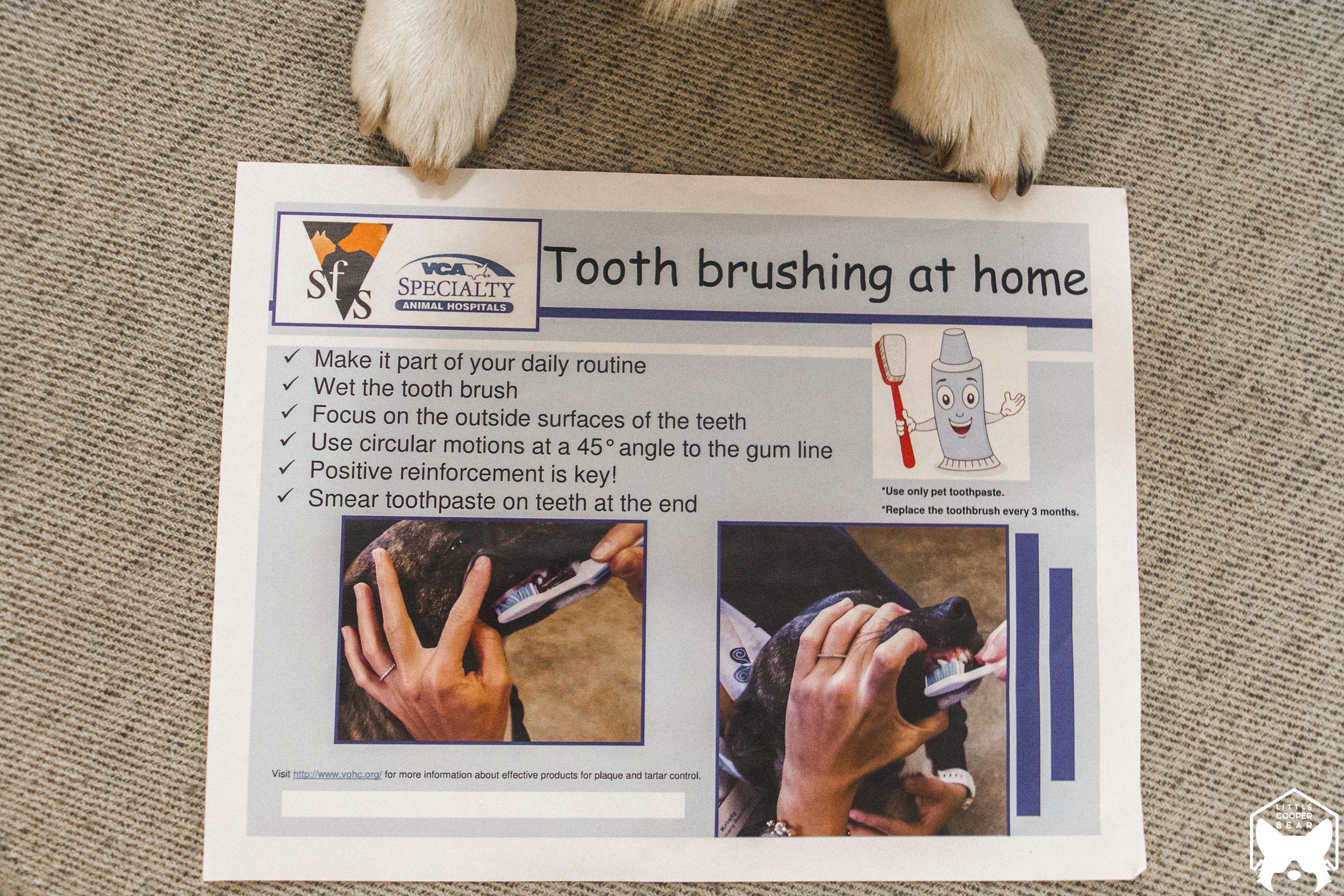 A how-to guide in brushing teeth at home.
