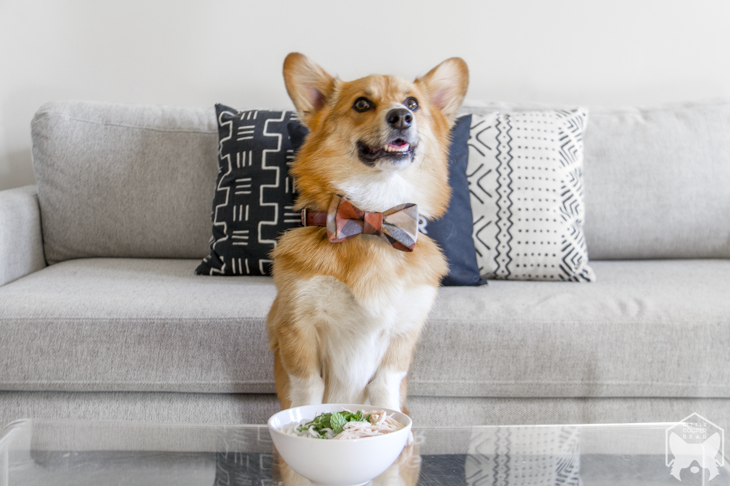 Phở Gà Recipe For Dogs