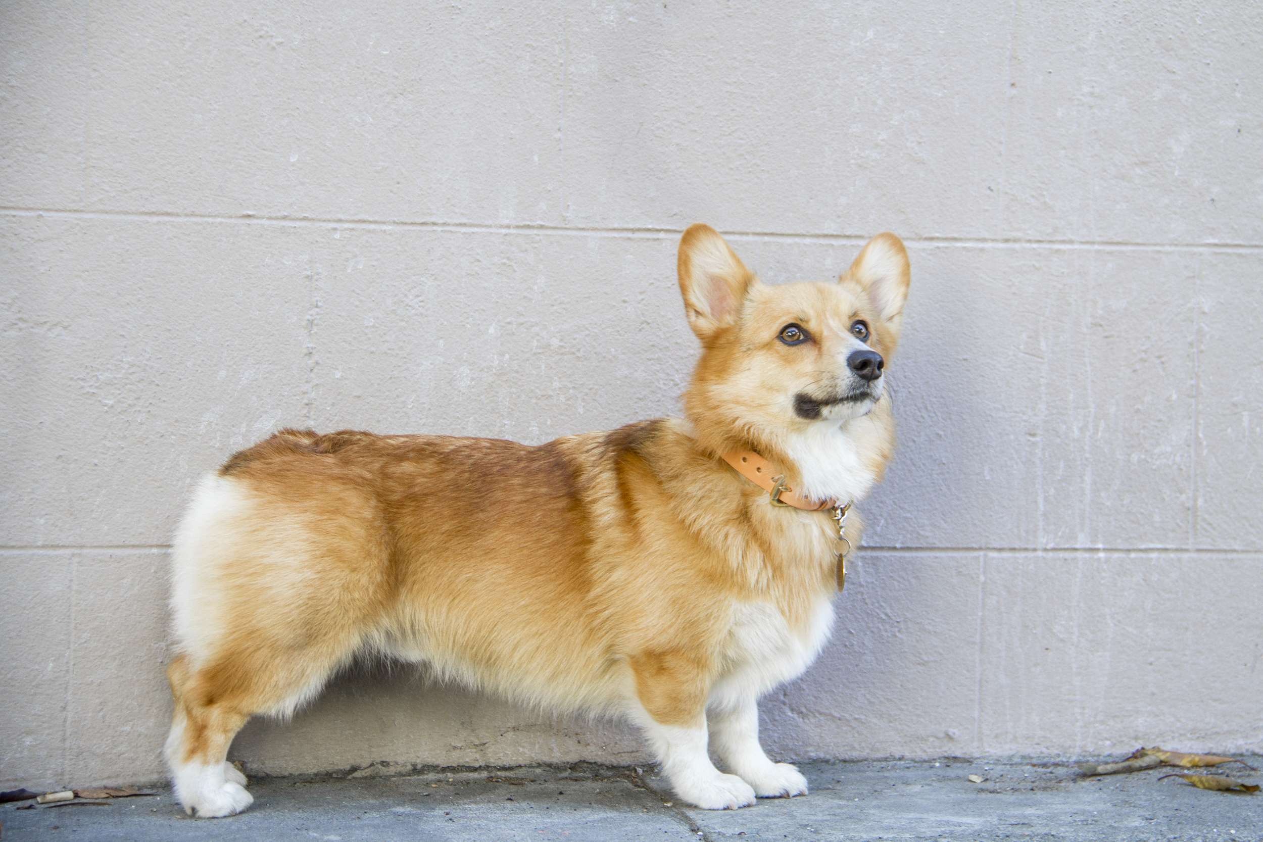 Pembroke Welsh Corgi Weight Chart