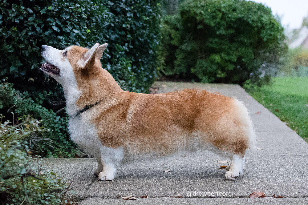 how do i know if my corgi is overweight