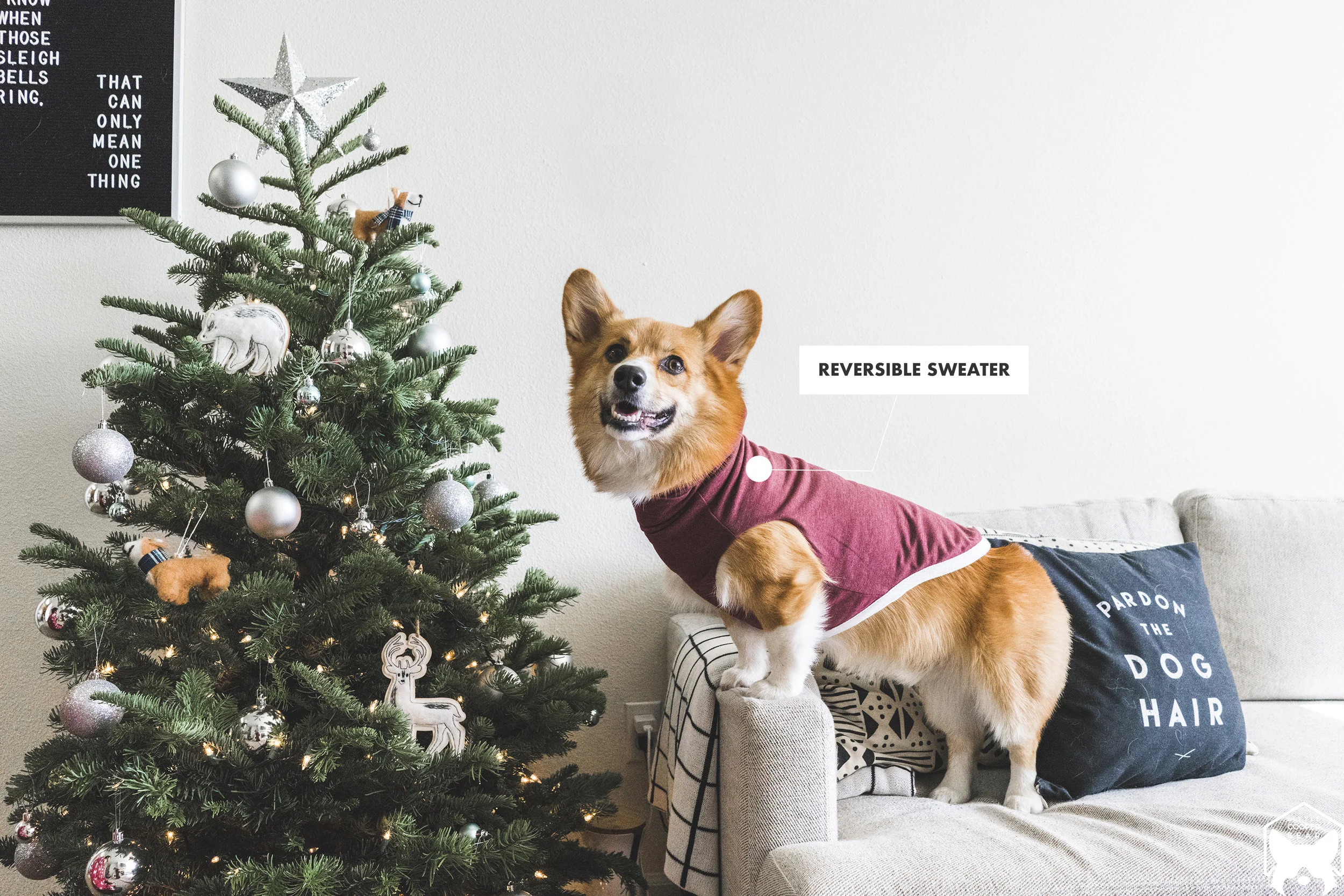 DogOutfit.jpg
