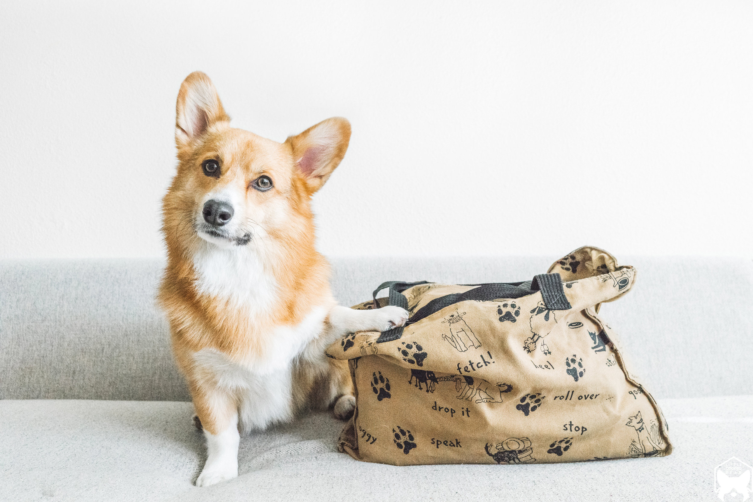 Emergency Kit for Dogs