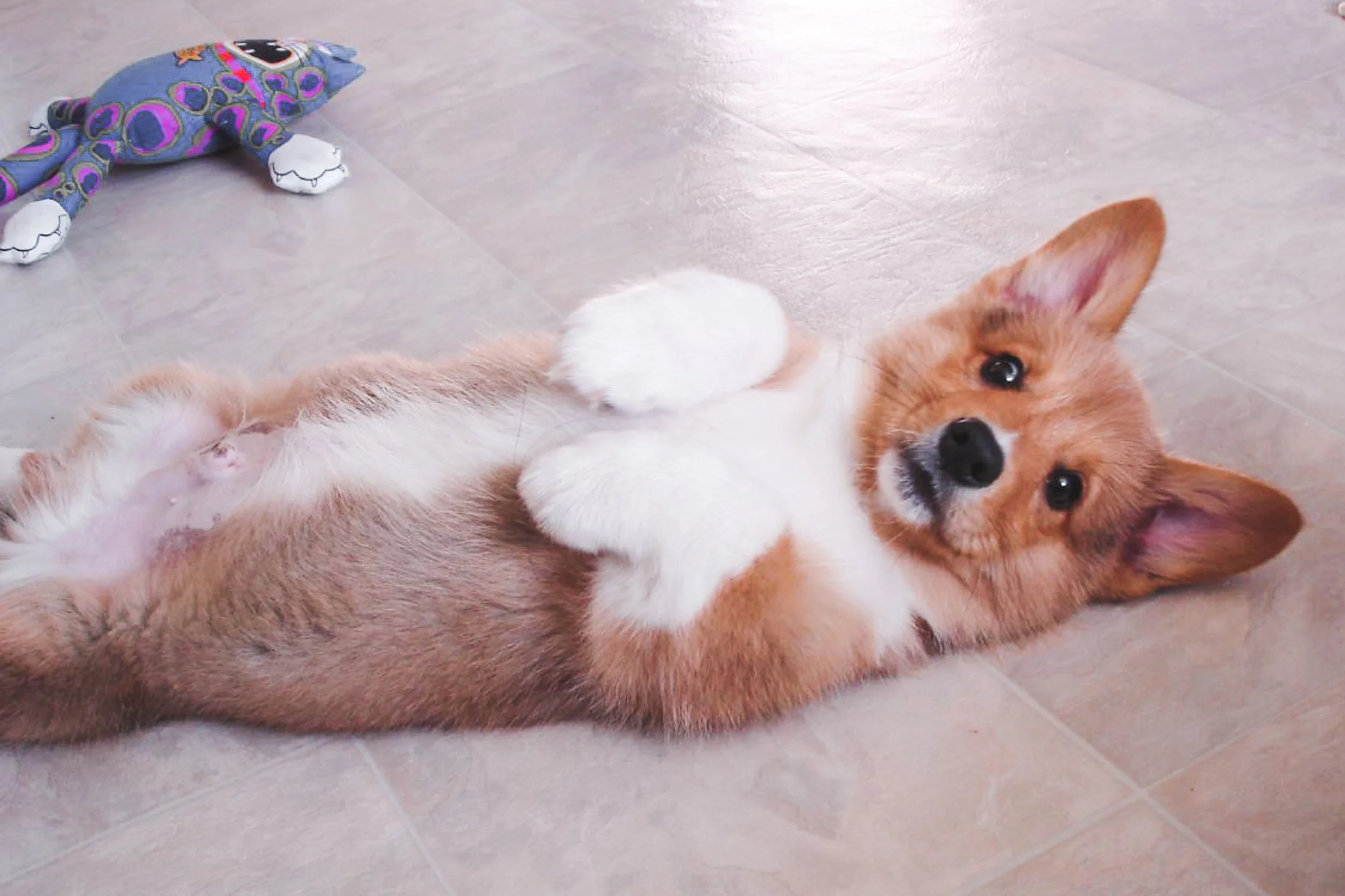 Baby Bailey ( @orangecorgi )
