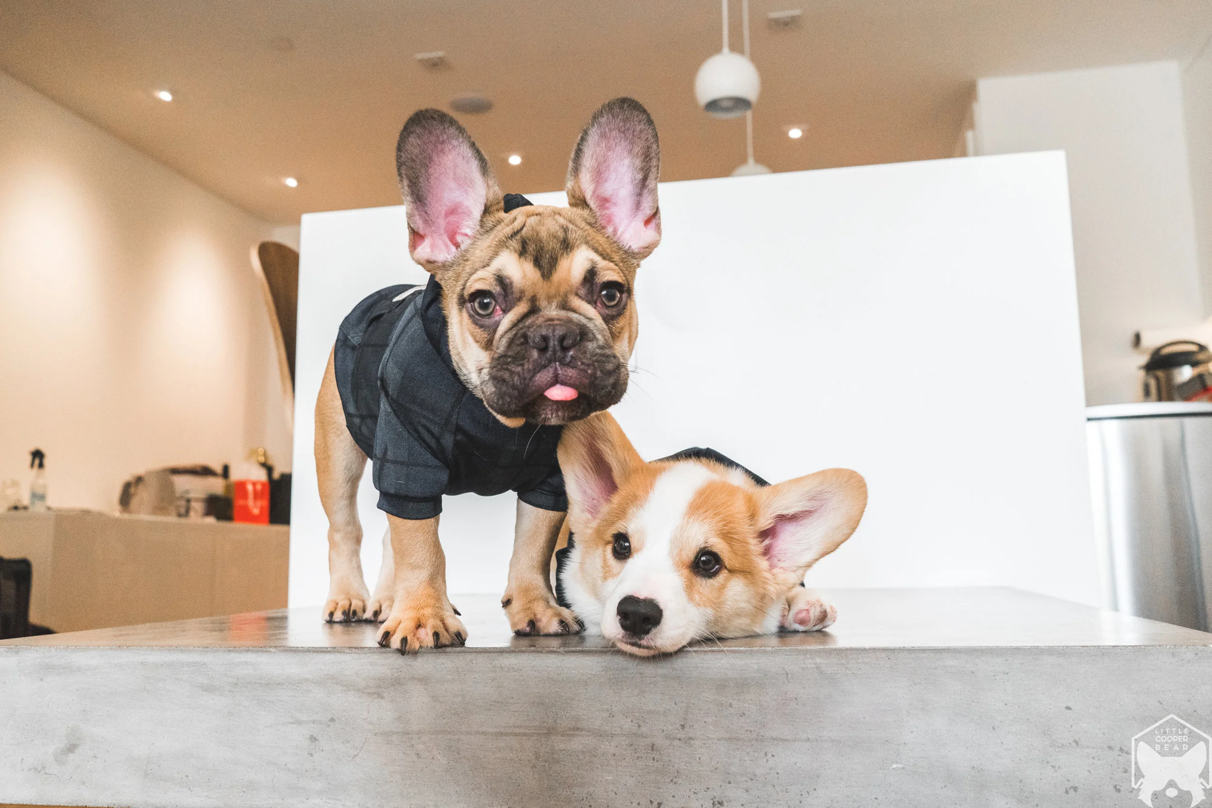 Wilbur ( @theproperpupper ) & Nemo ( @swayzebear )