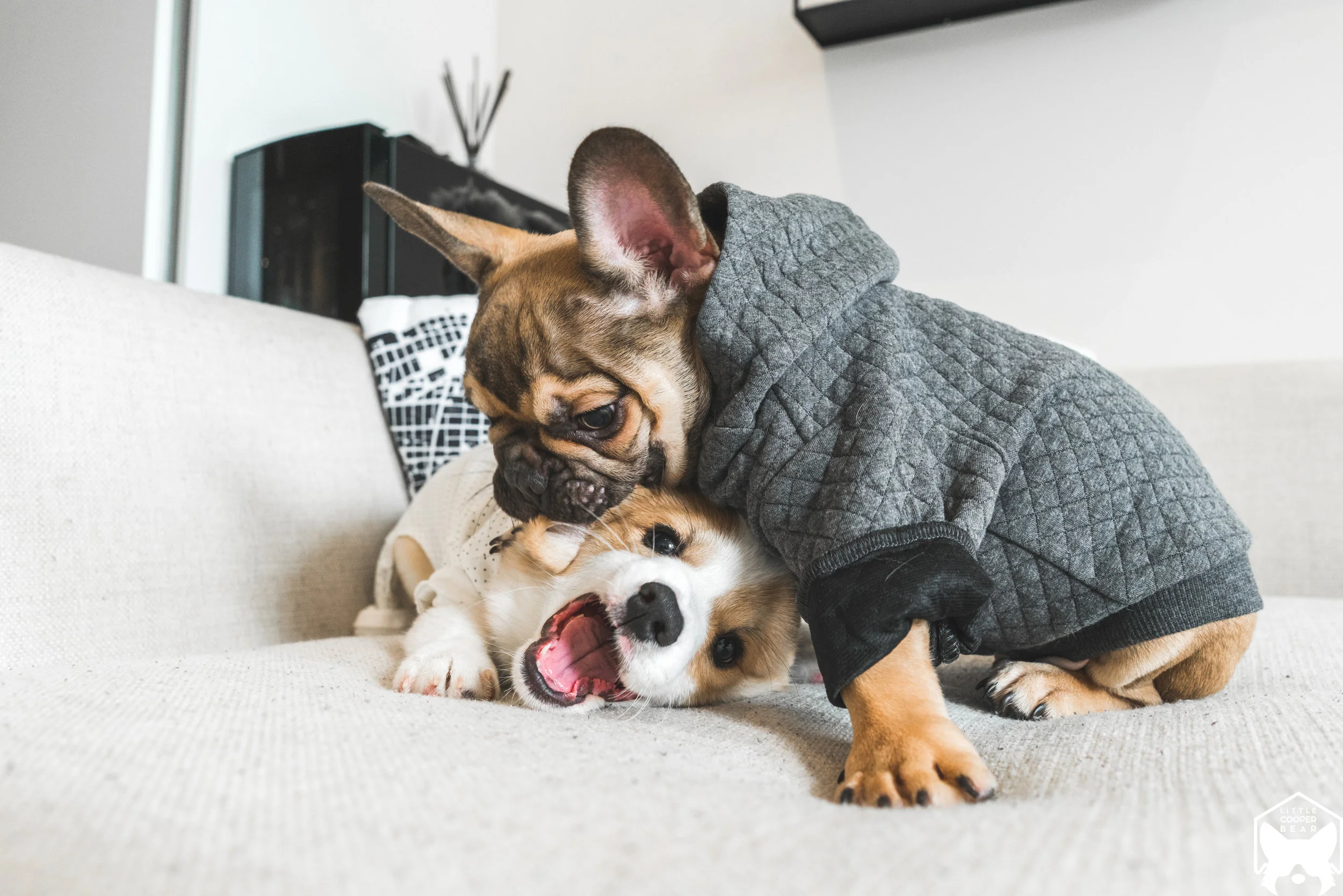 Know what you're getting yourself into! (Pictured Wilbur @theproperpupper & Nemo @swayzebear )