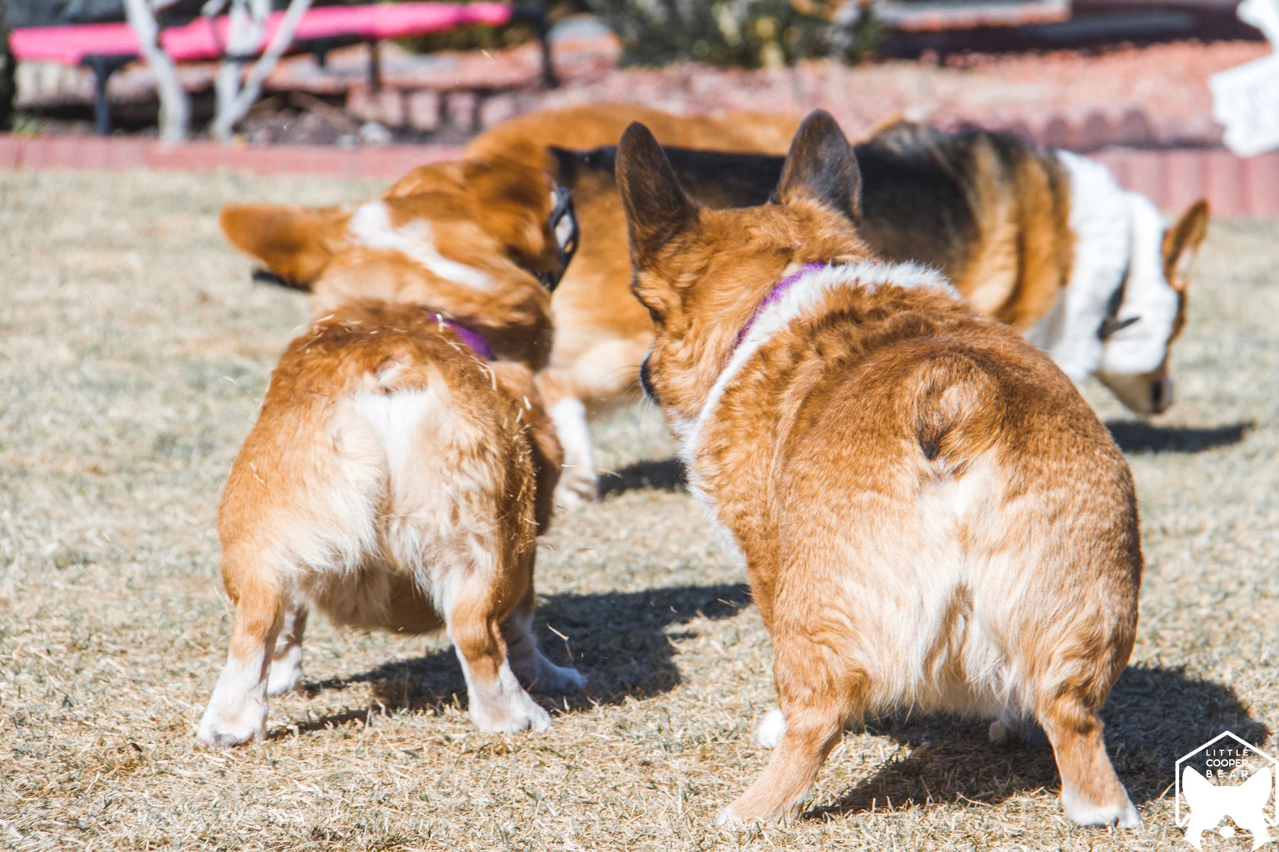 Buddy and his rump