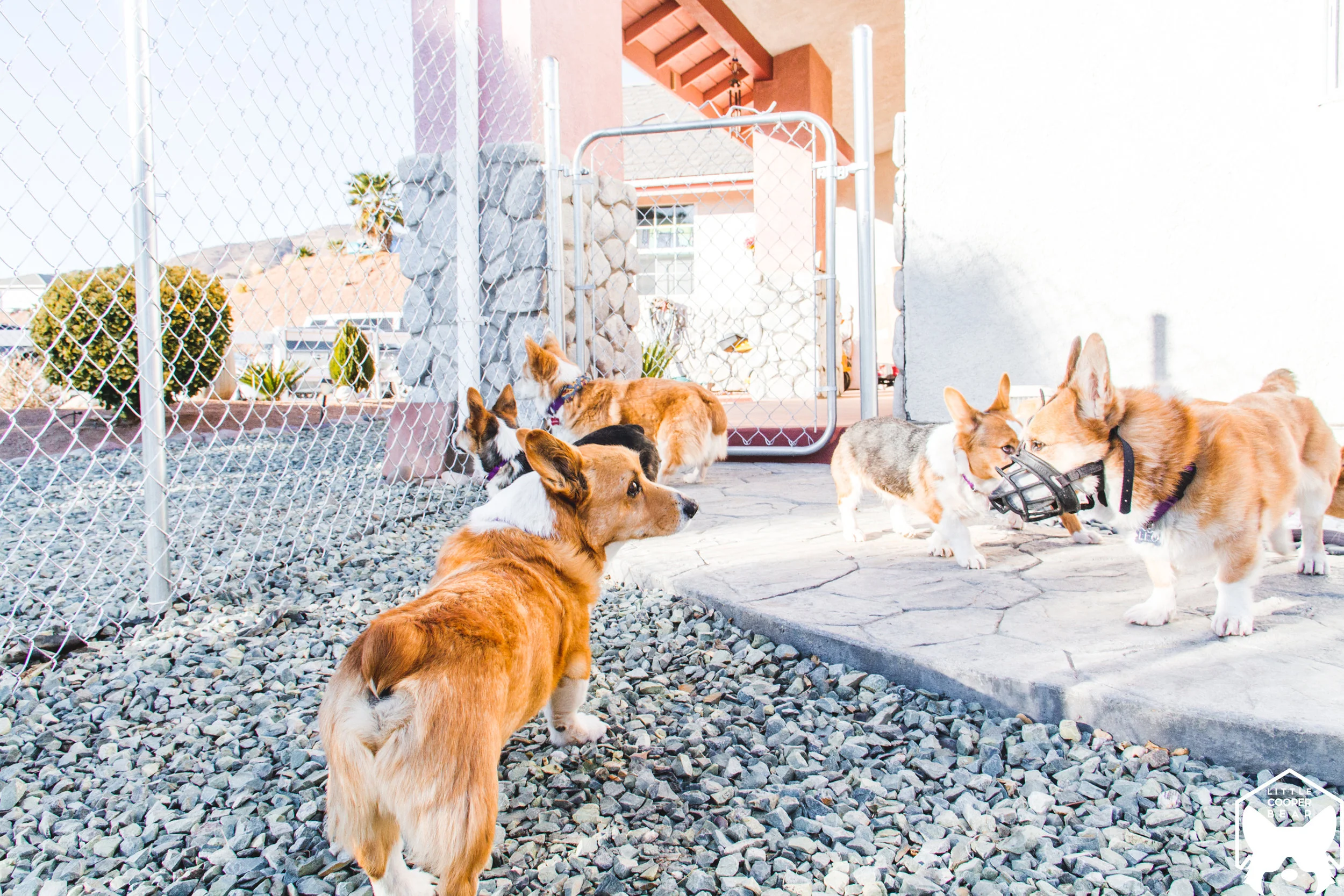 Everyone checking out the new fence that got put in! Now there'll be more space for them to explore and run around.